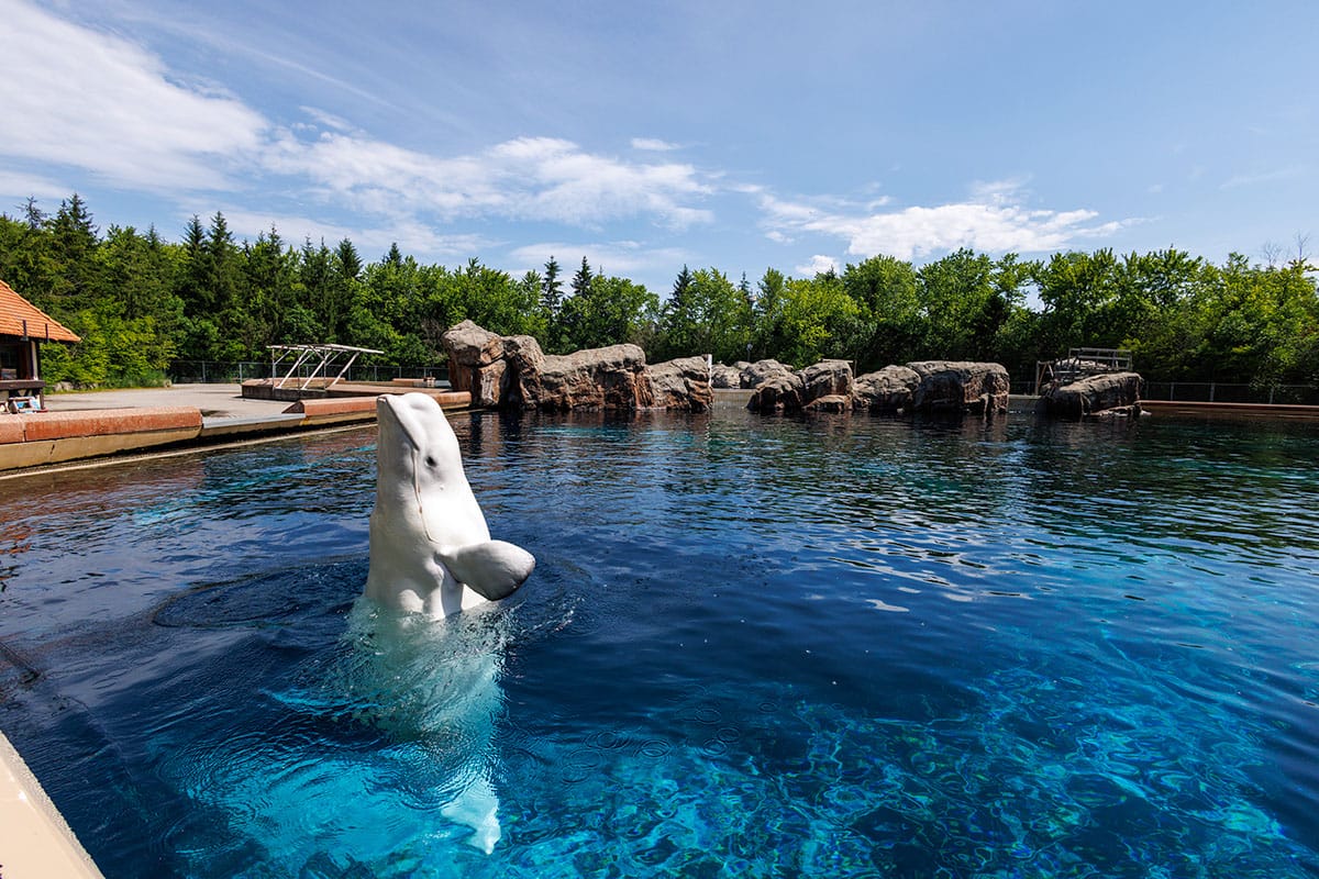 A beluga whale swims in a tank at Marineland in Niagara Falls, Ont., on June 11.
