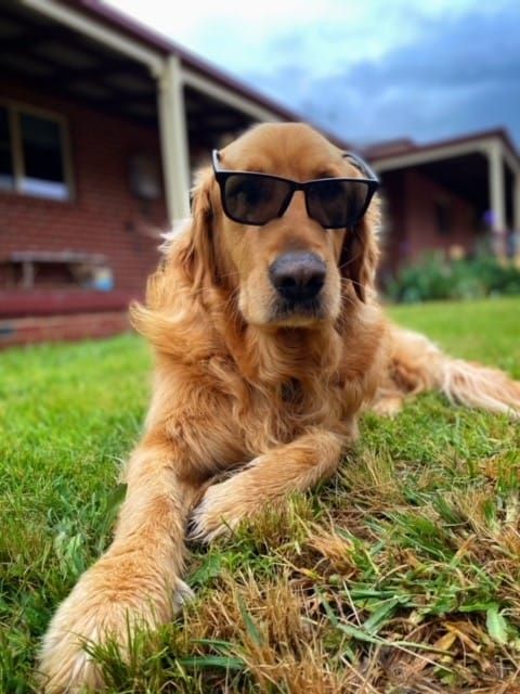 The cost of pet ownerhsip surges