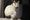 Is this Britain's Most Famous Cat?