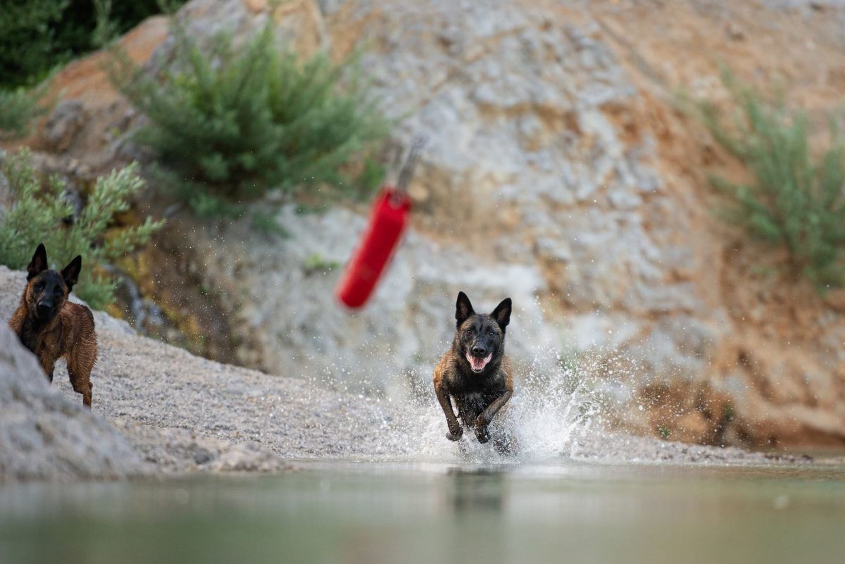 A dog chasing a red object. Dog in focus