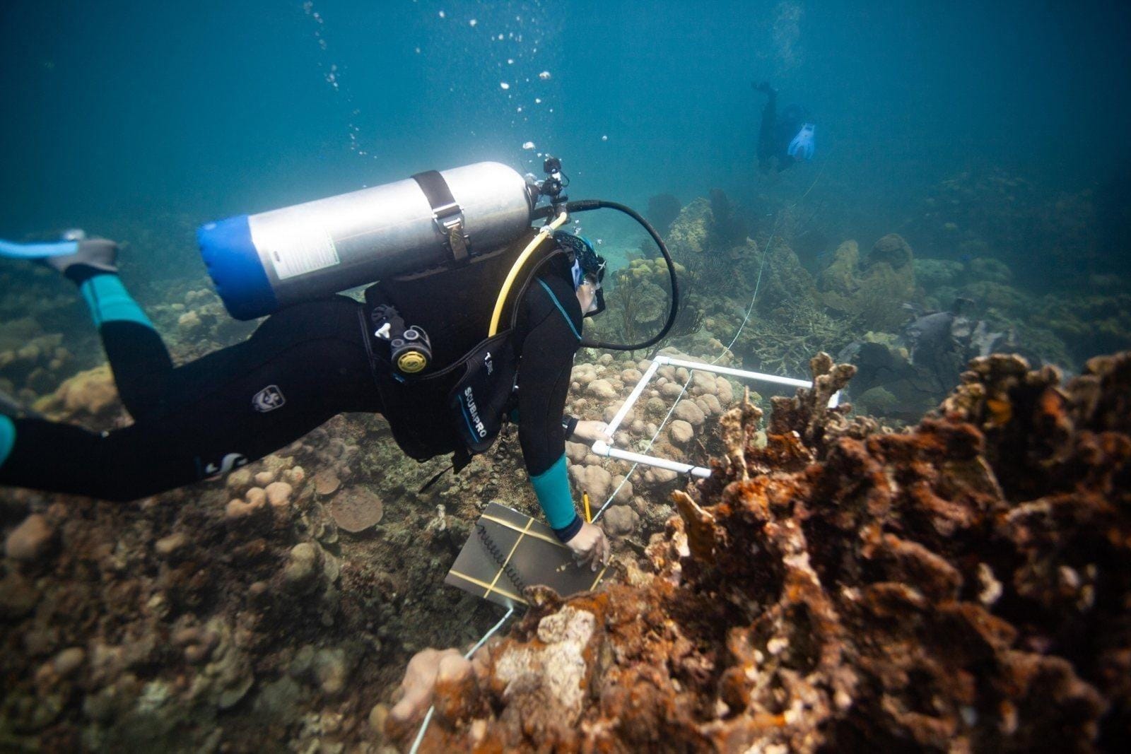 Buceadora toma notas con un cuadrante sobre un arrecife, con coral deteriorado en primer plano