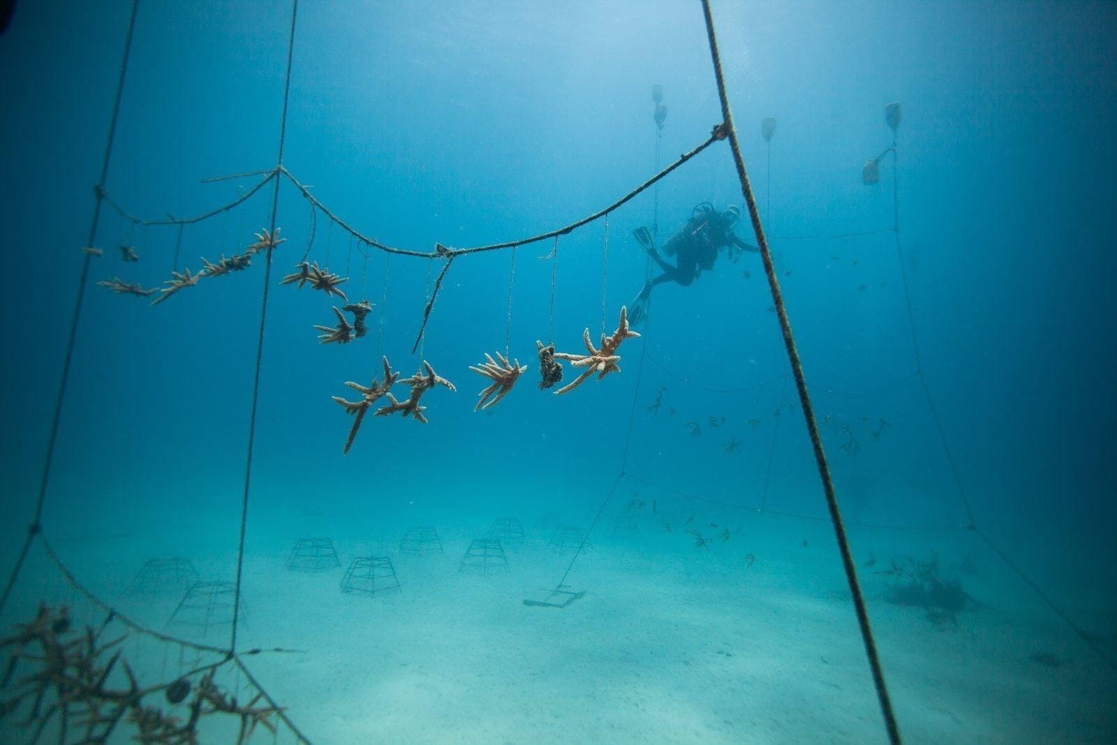 Fragmentos de coral cuerno de ciervo colgados de cuerdas bajo el agua, con un buzo al fondo