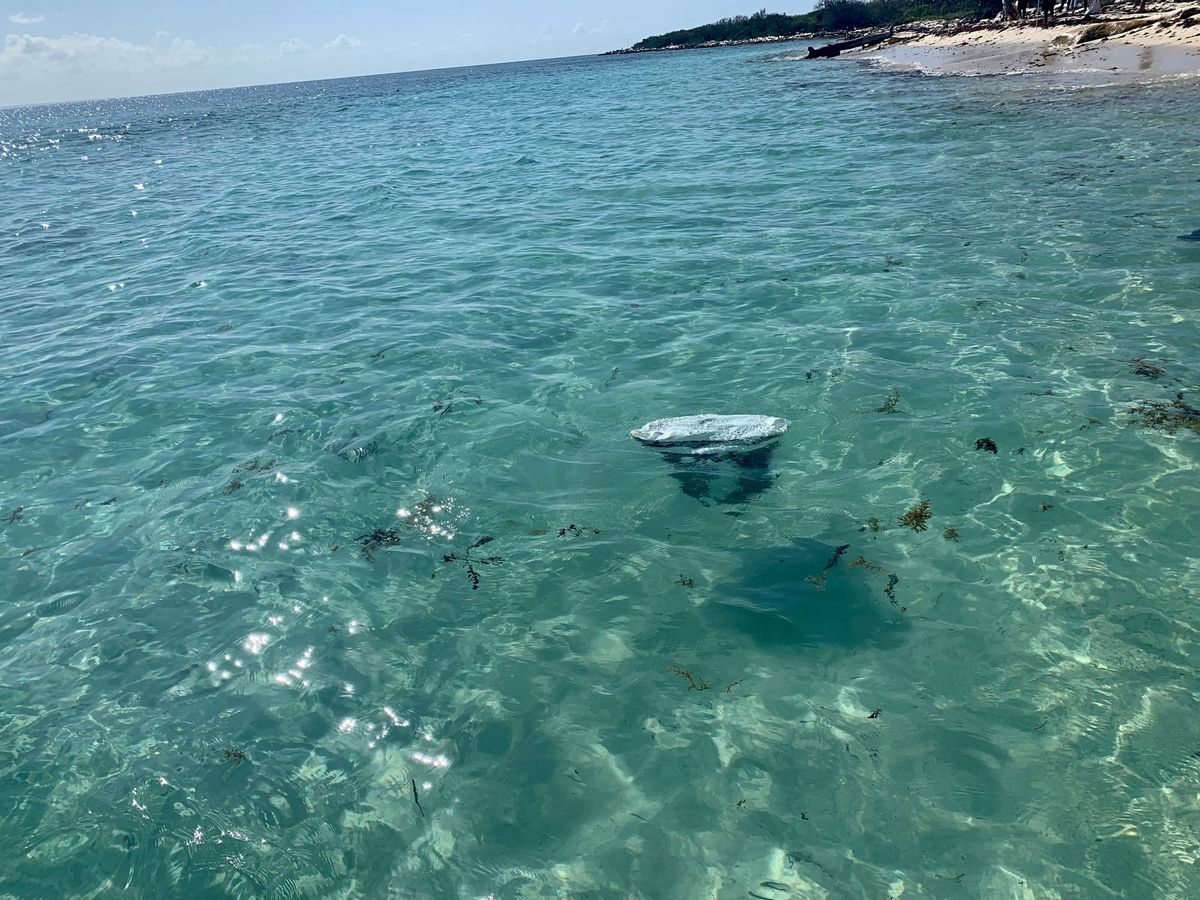 Pedazo de plástico blanco flotando en el agua transparente frente a la costa de la Isla Catalina.