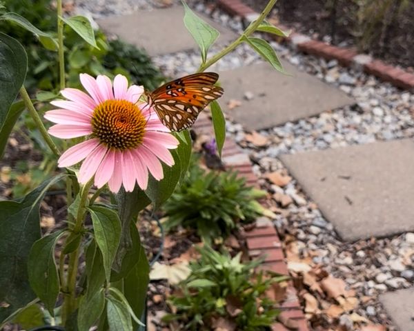 Gulf fritillary butterfly (Agraulis vanillae) on a pink wildflower in a Texas pollinator garden.