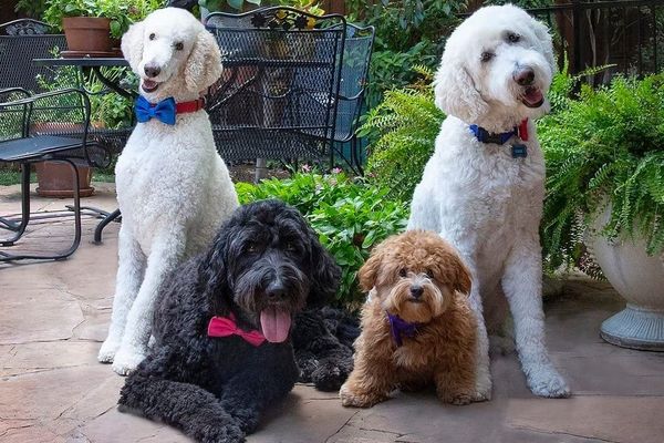 A Conversation with Saving Hope Animal Rescue