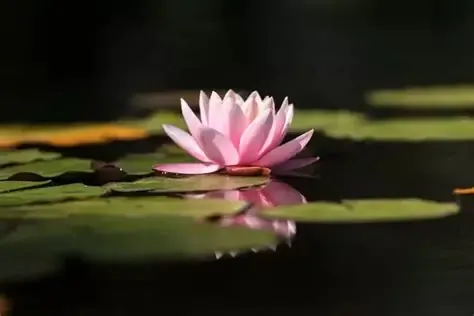 Beauty