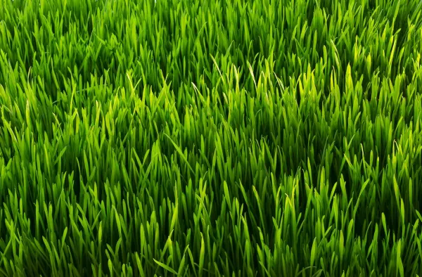 Grass is Greener ...
