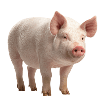 Pig Questions - Mark 5 ? ? ?