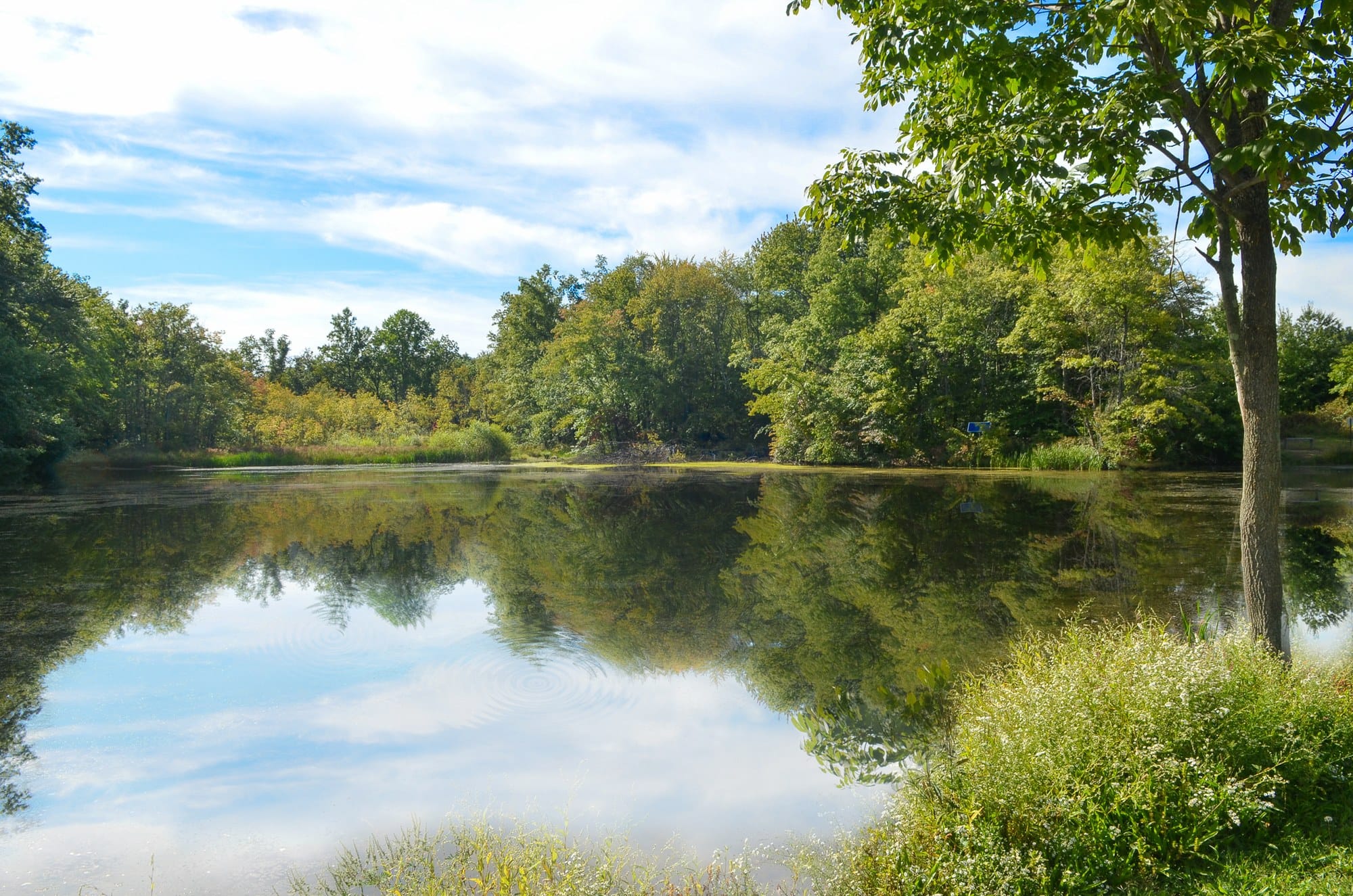 Dealaman Pond in Warren Township, still water reflecting a wooded far bank and a partly cloudy sky, tall grass and white wildflowers along the near shore and a young tree at the right edge.