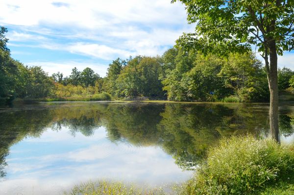 Dealaman Pond in Warren Township, still water reflecting a wooded far bank and a partly cloudy sky, tall grass and white wildflowers along the near shore and a young tree at the right edge.