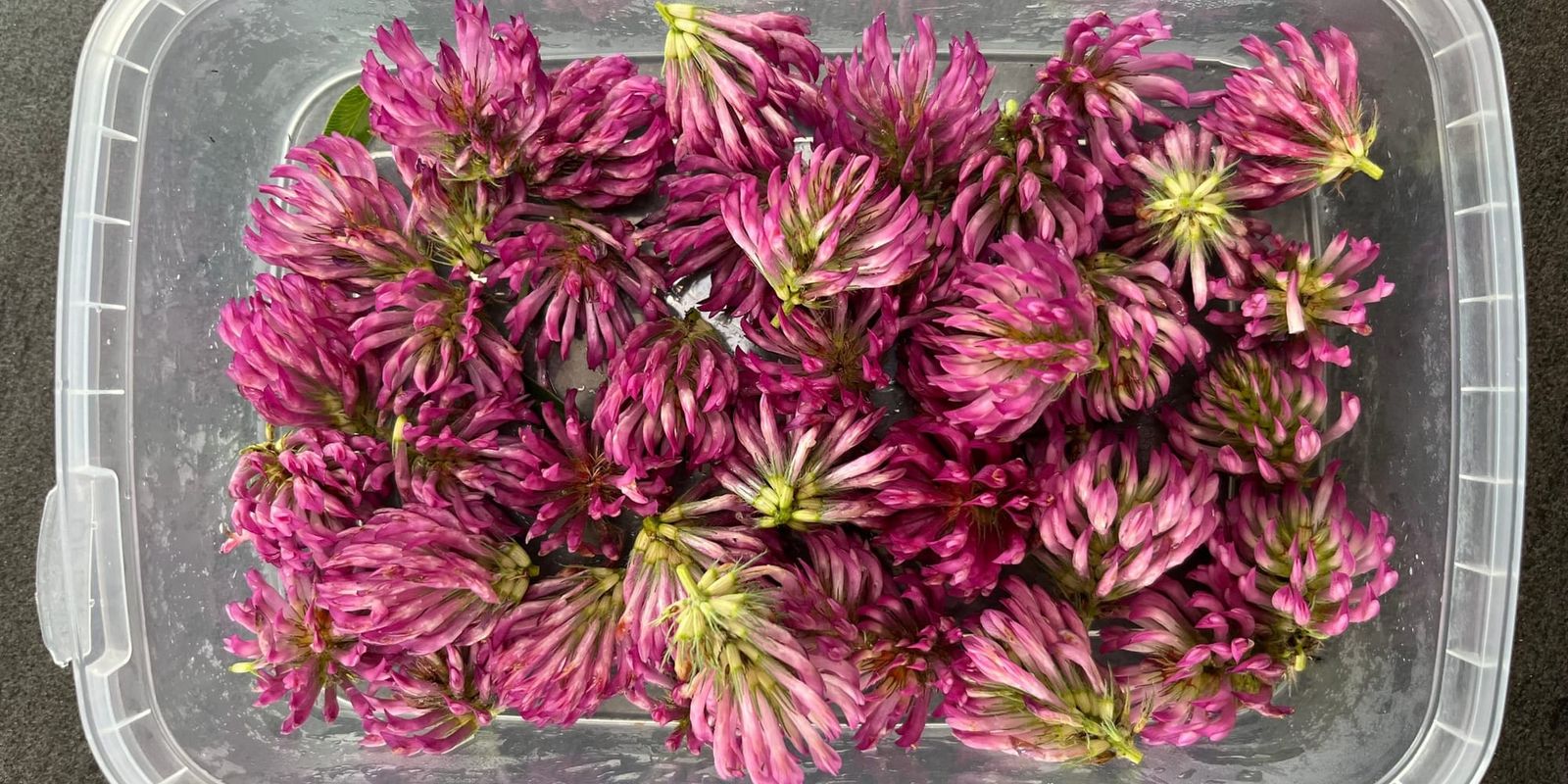 Rødkløver - en kvindeurt