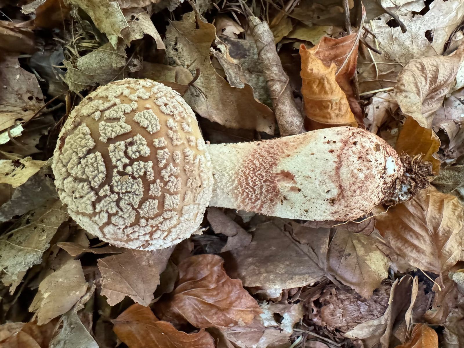 Rødmende fluesvamp - skønhed med skæl og ry