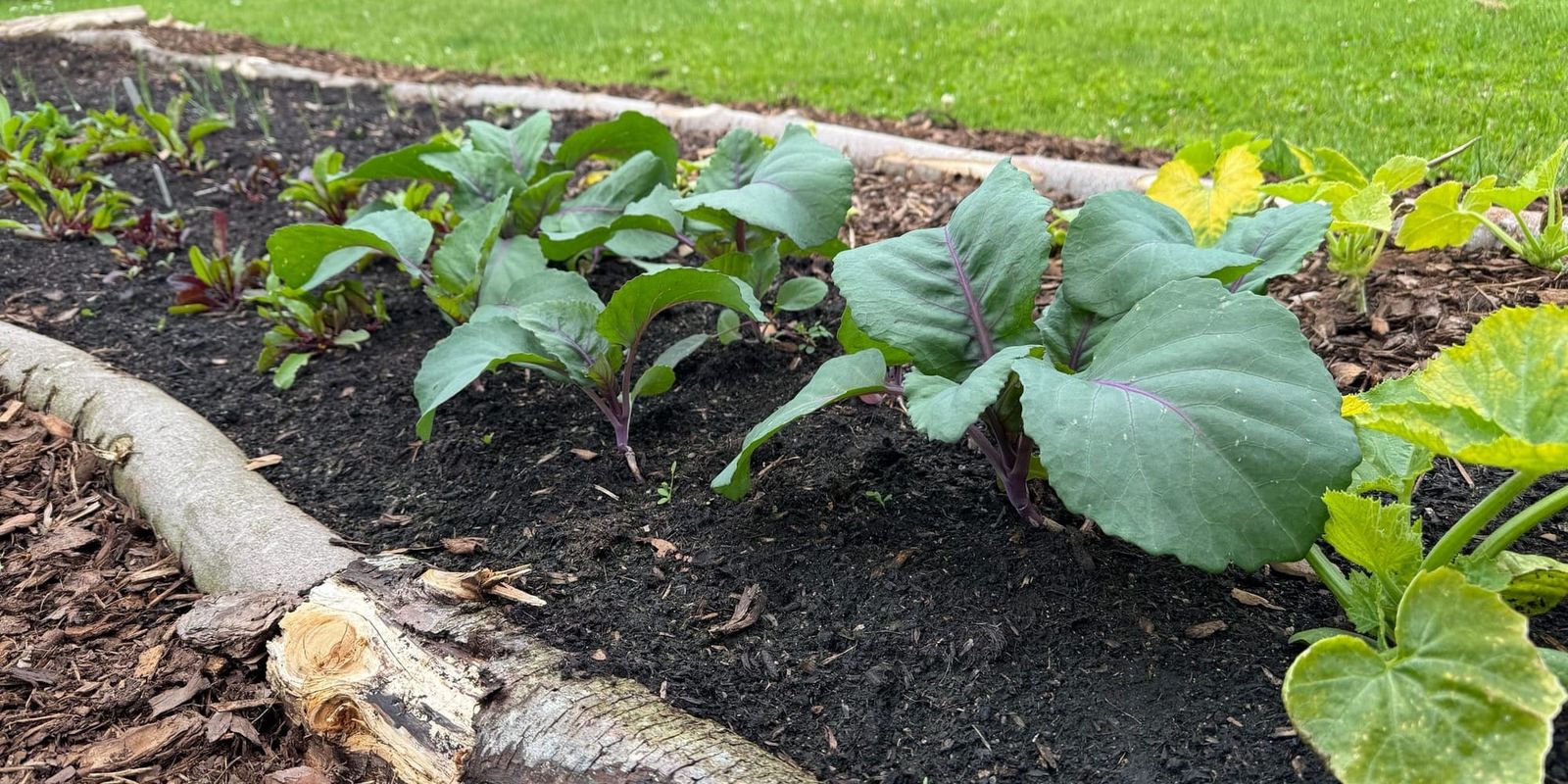 Et bed ad gangen – om at anlægge min første køkkenhave med no-dig-metoden