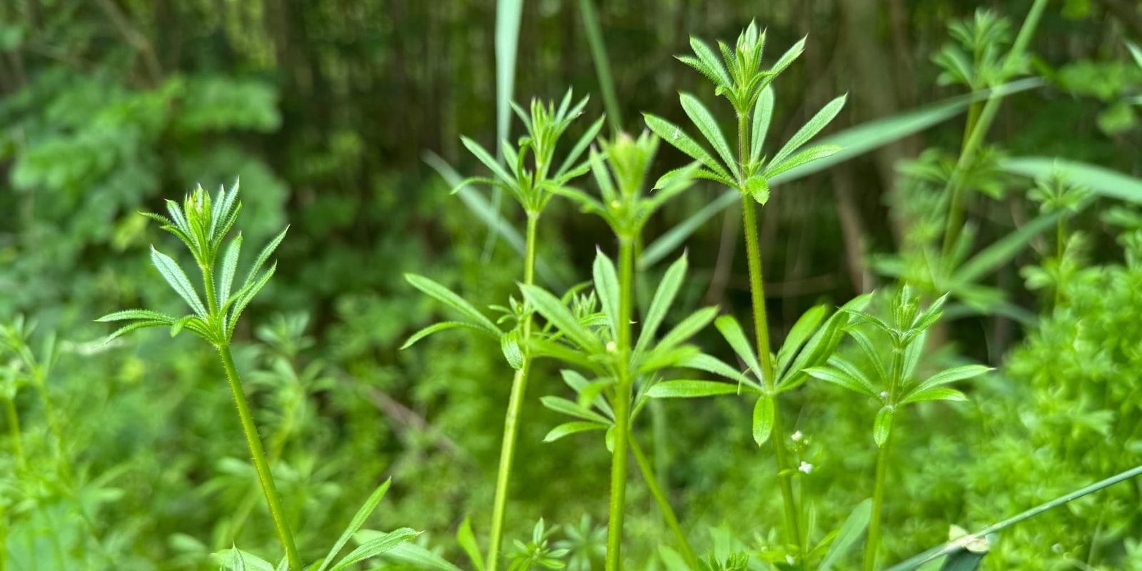 Burresnerre - naturens grønne velcro