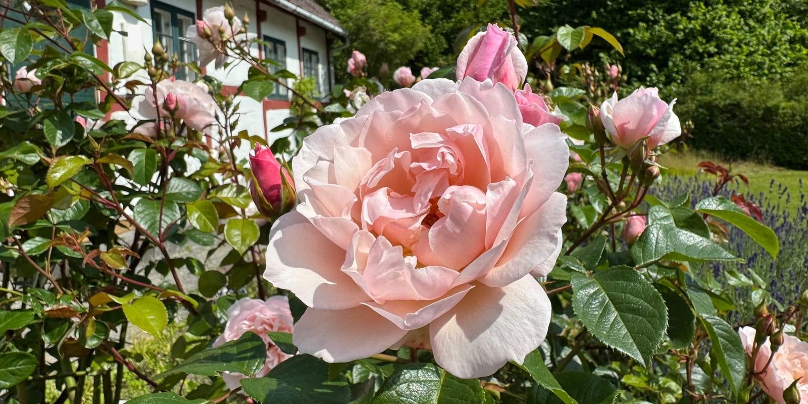 Huset i skoven og haven der fulgte med