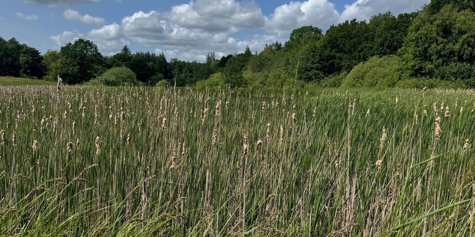 Dunhammer - vild mad fra søbredden