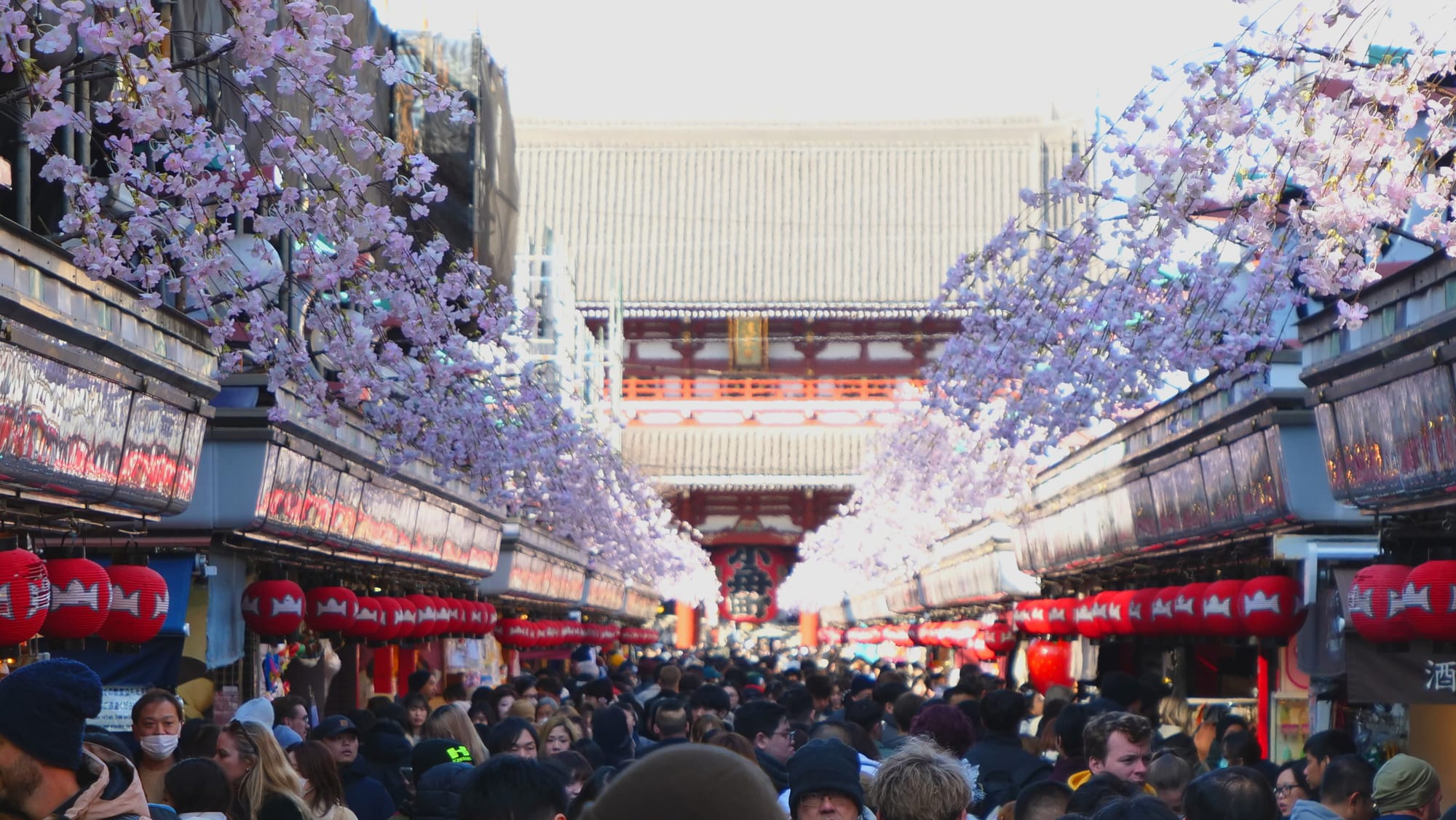 A big crown of people at a busy street in Tokyo, surrounded by cherry trees and with a shrine entrance at the back