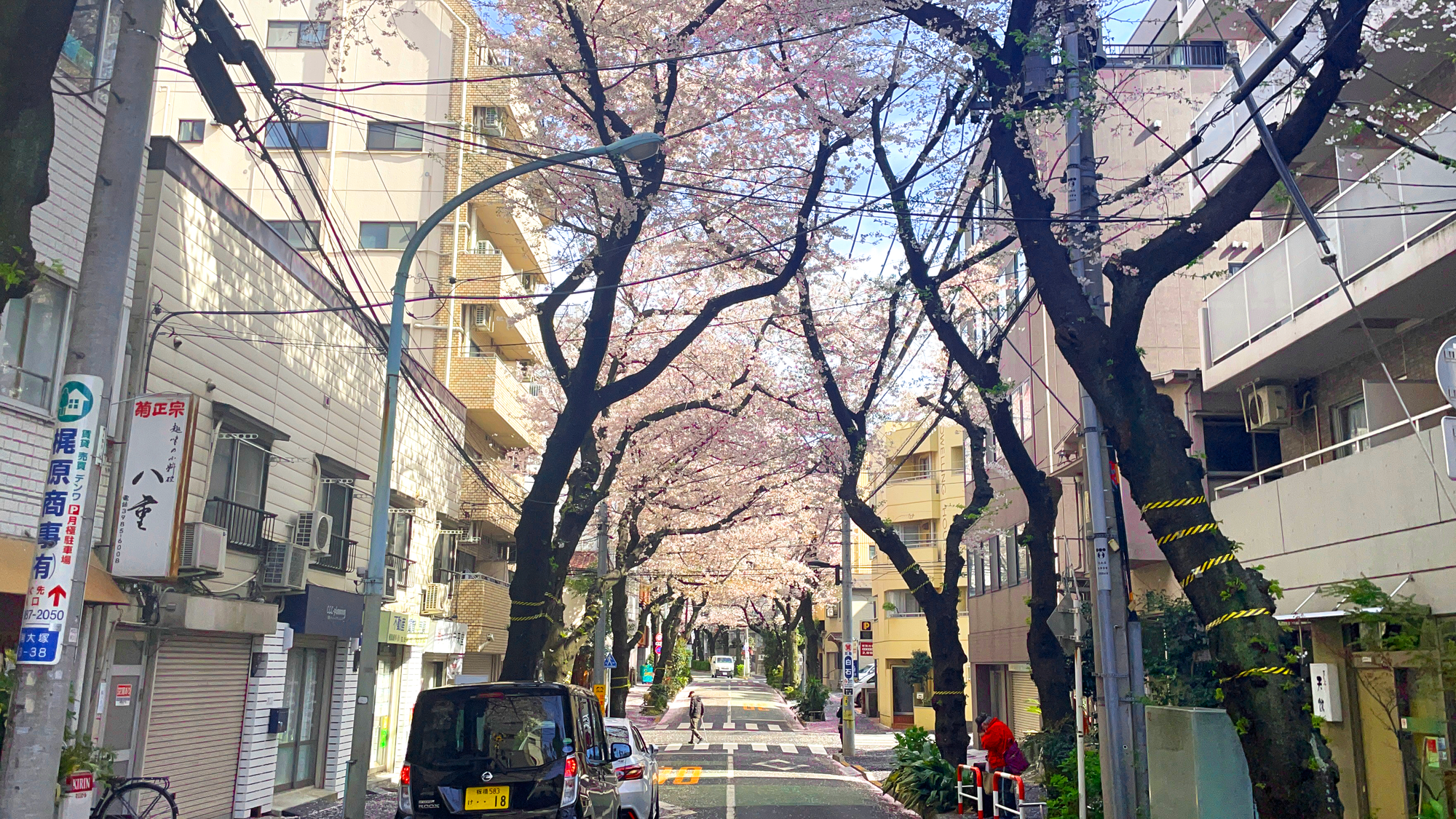 A quiet Japanese street filled with sakura trees and a few people walking around
