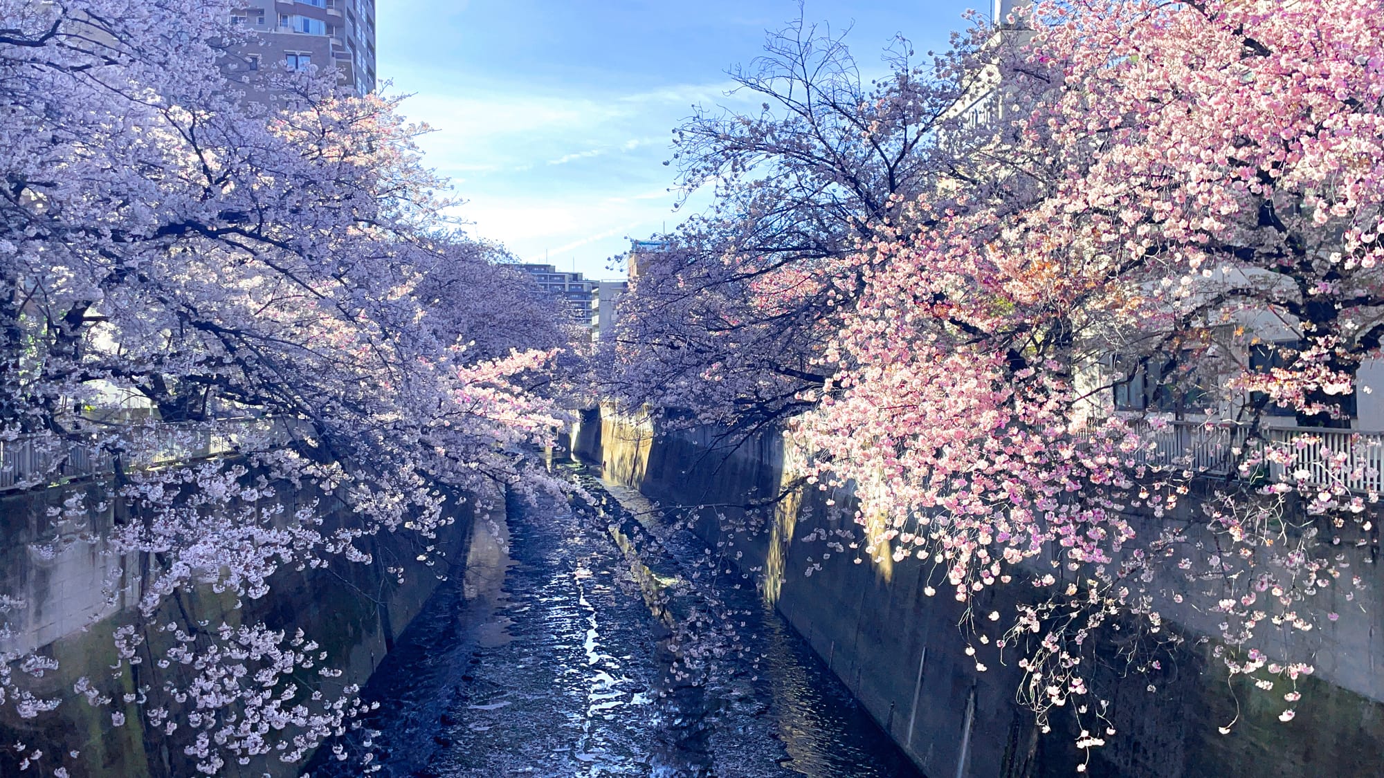 A river area with many blooming cherry trees on the sides in the morning