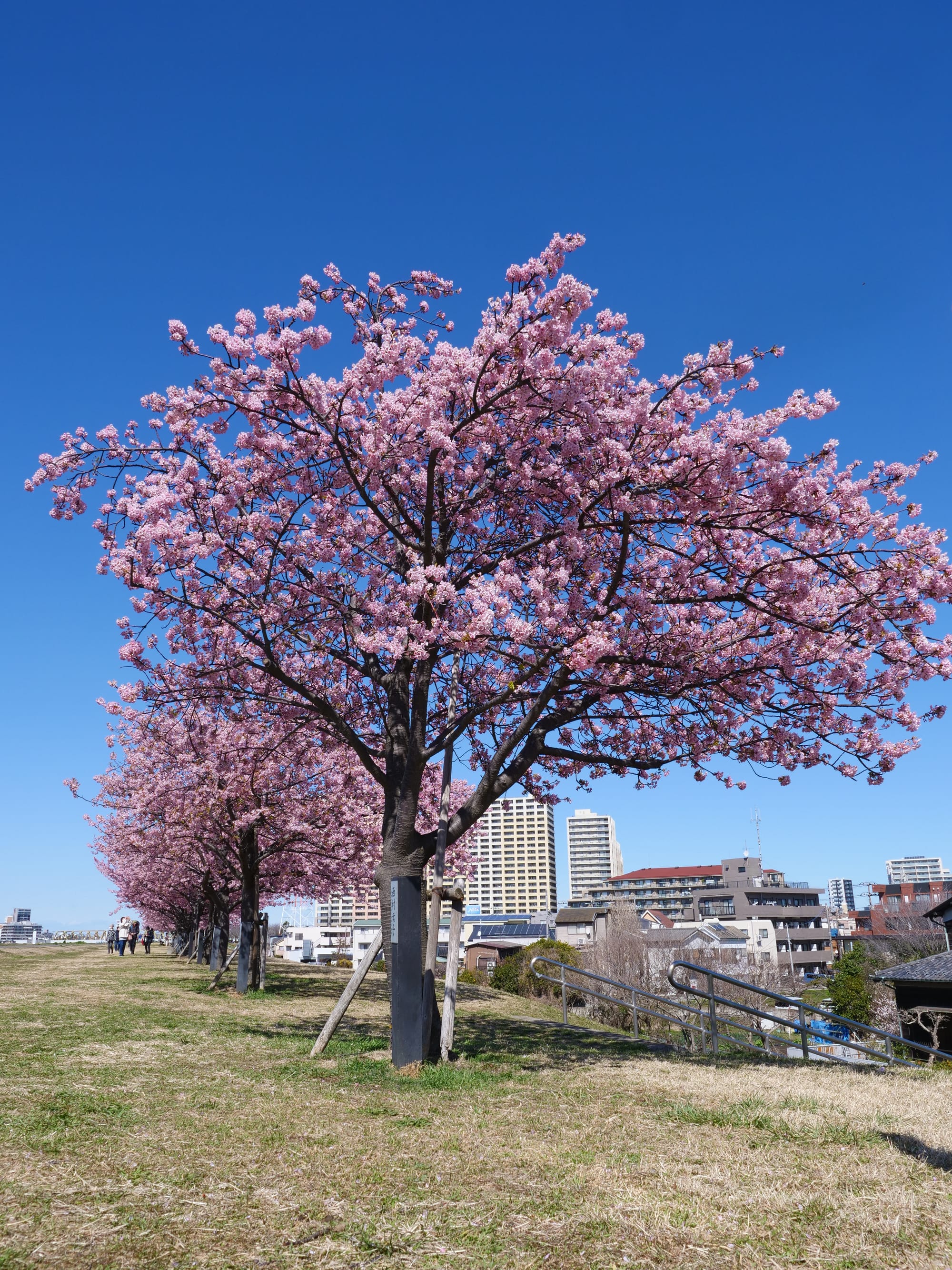 A cherry blossom tree with beautiful pink flowers during the day in Japan.