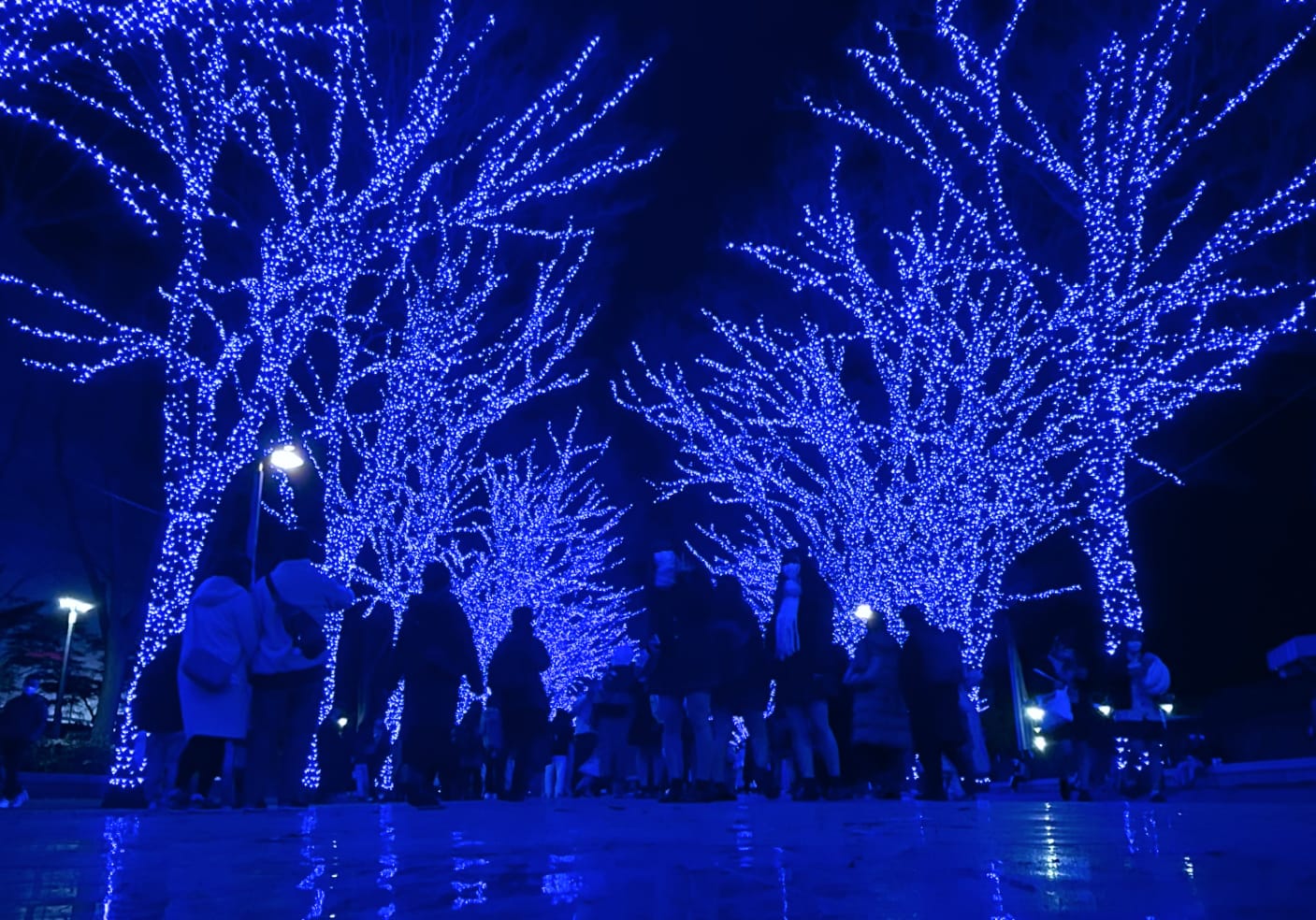 Crowd strolling in Shibuya Blue Cave. Trees adorned with vibrant blue lights, reflecting on pavement.