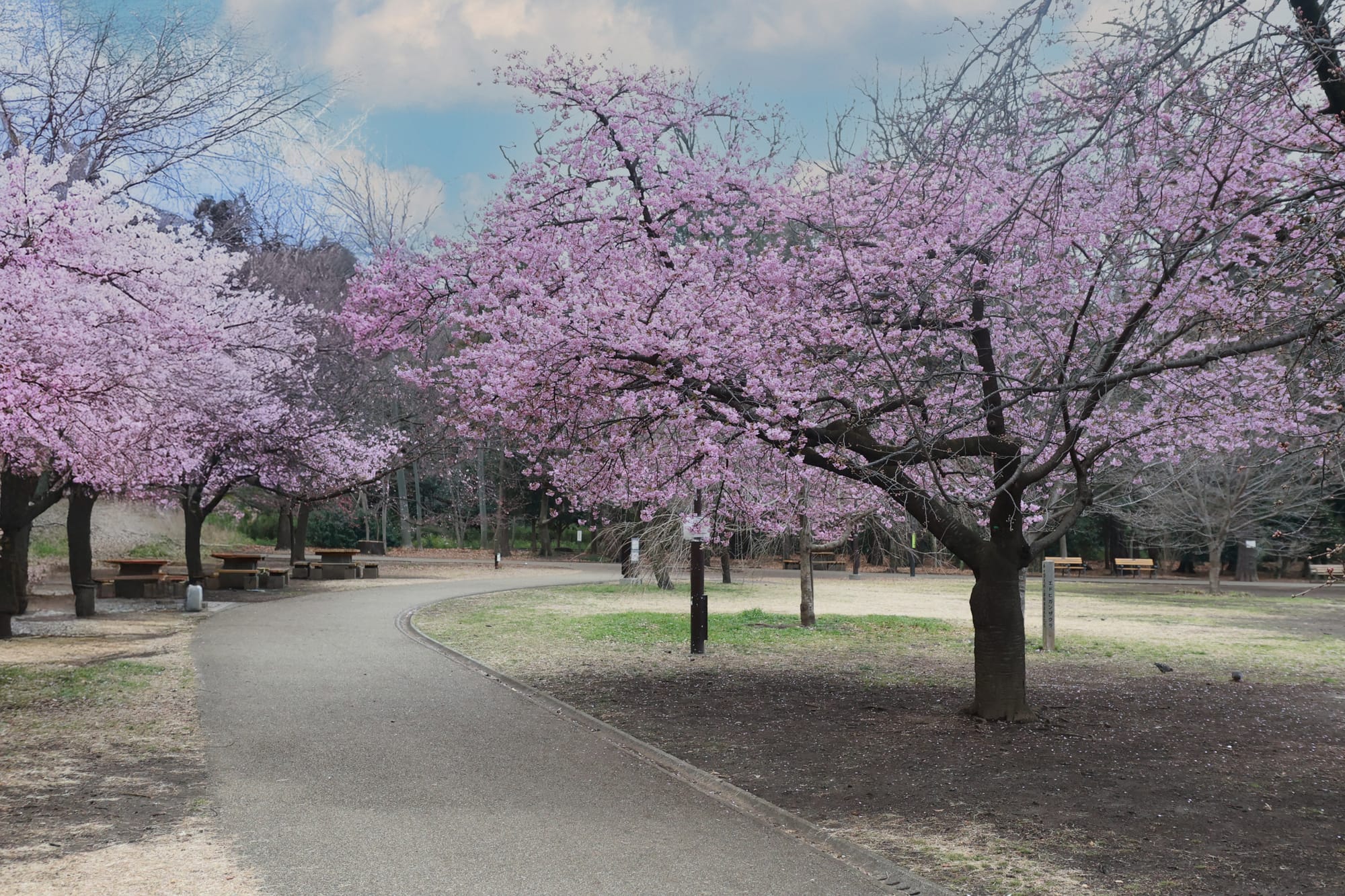 The view of a quiet park in Japan during spring, with pink cherry blossom trees.