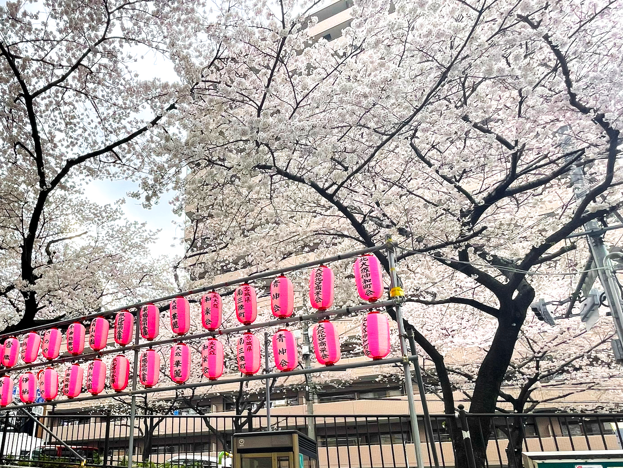A couple of big sakura trees in full bloom and pink Japanese lanterns