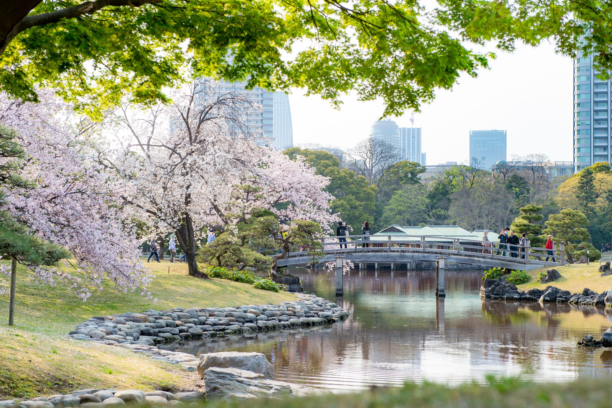 Serene Hamarikyu Gardens scene with people on a wooden bridge over a pond, surrounded by blooming cherry blossoms.