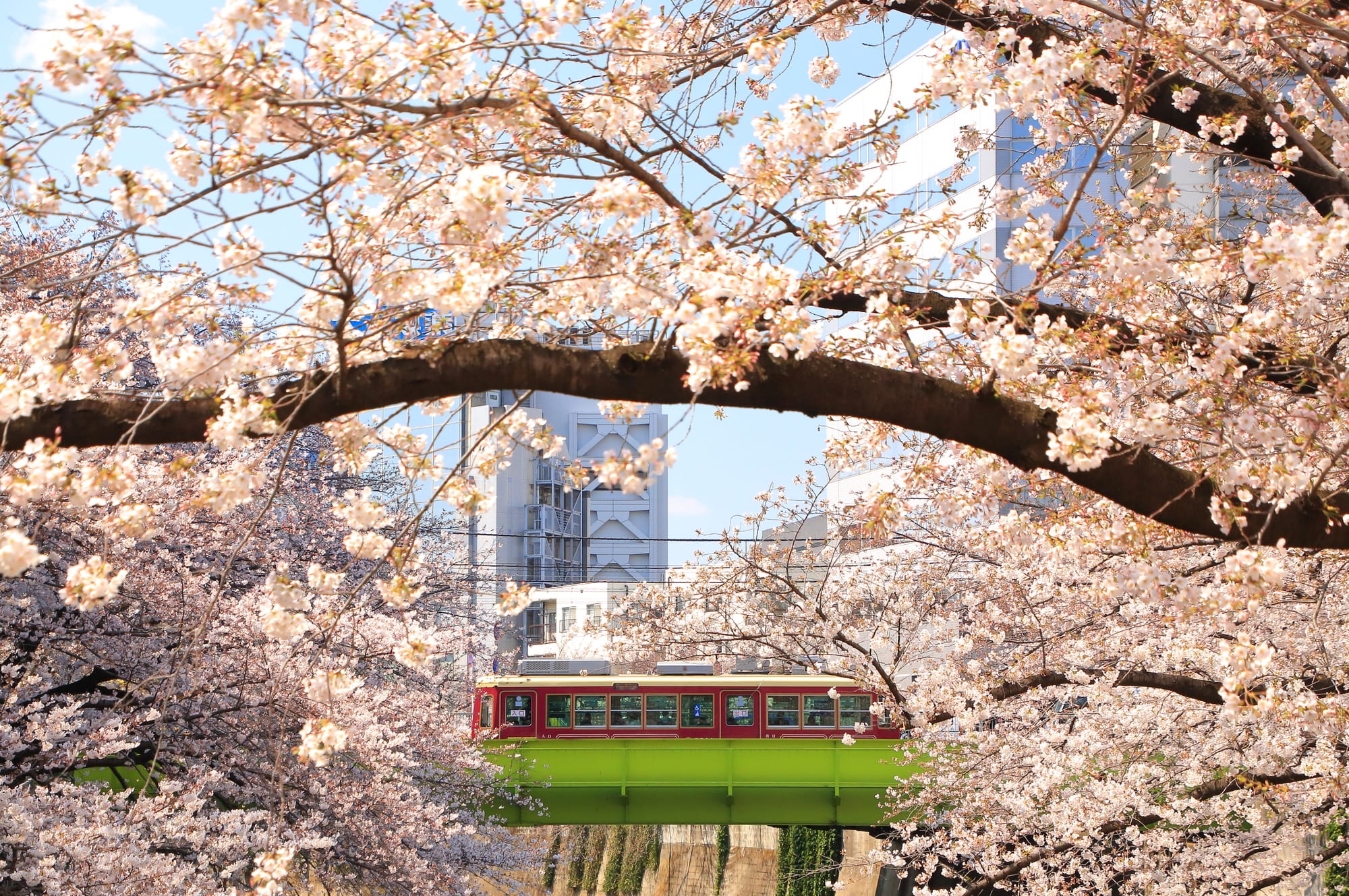 A classic Japanese tram behind some cherry blossom trees in bloom