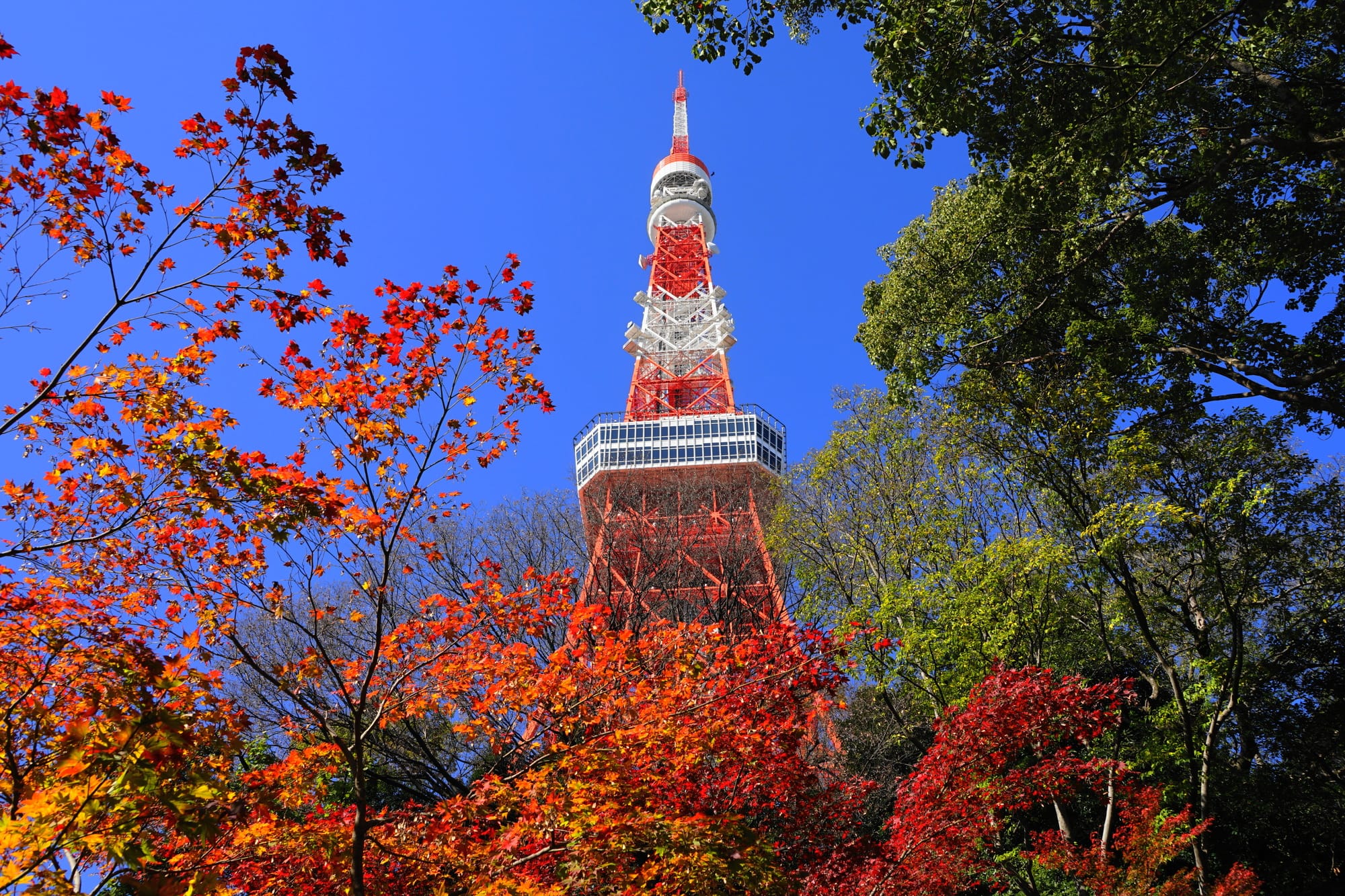 Tokyo Tower rises amidst vibrant autumn trees with red and green leaves, set against a clear blue sky.