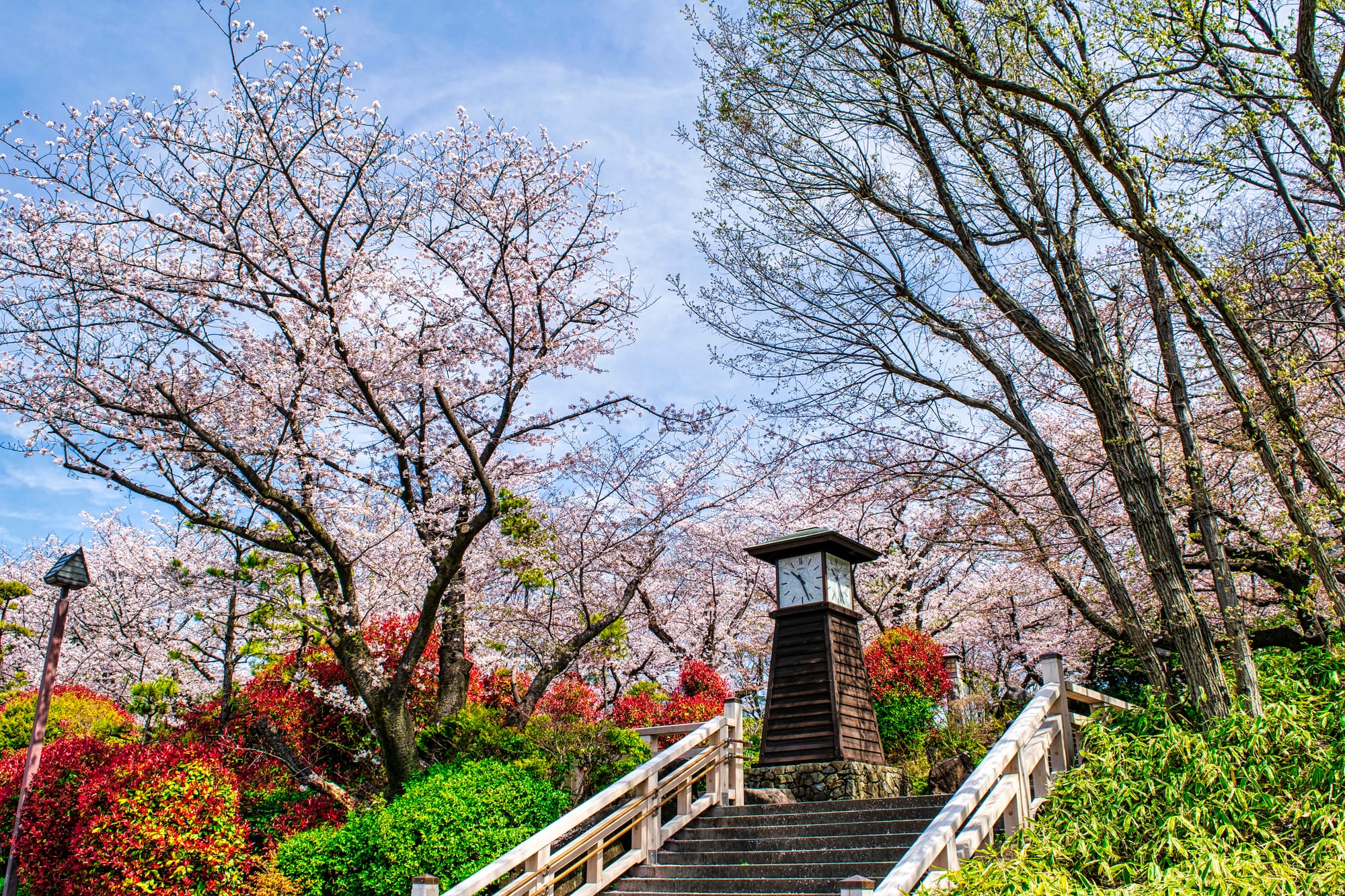 A picture of a Japanese park with cherry trees in bloom and a wooden clock