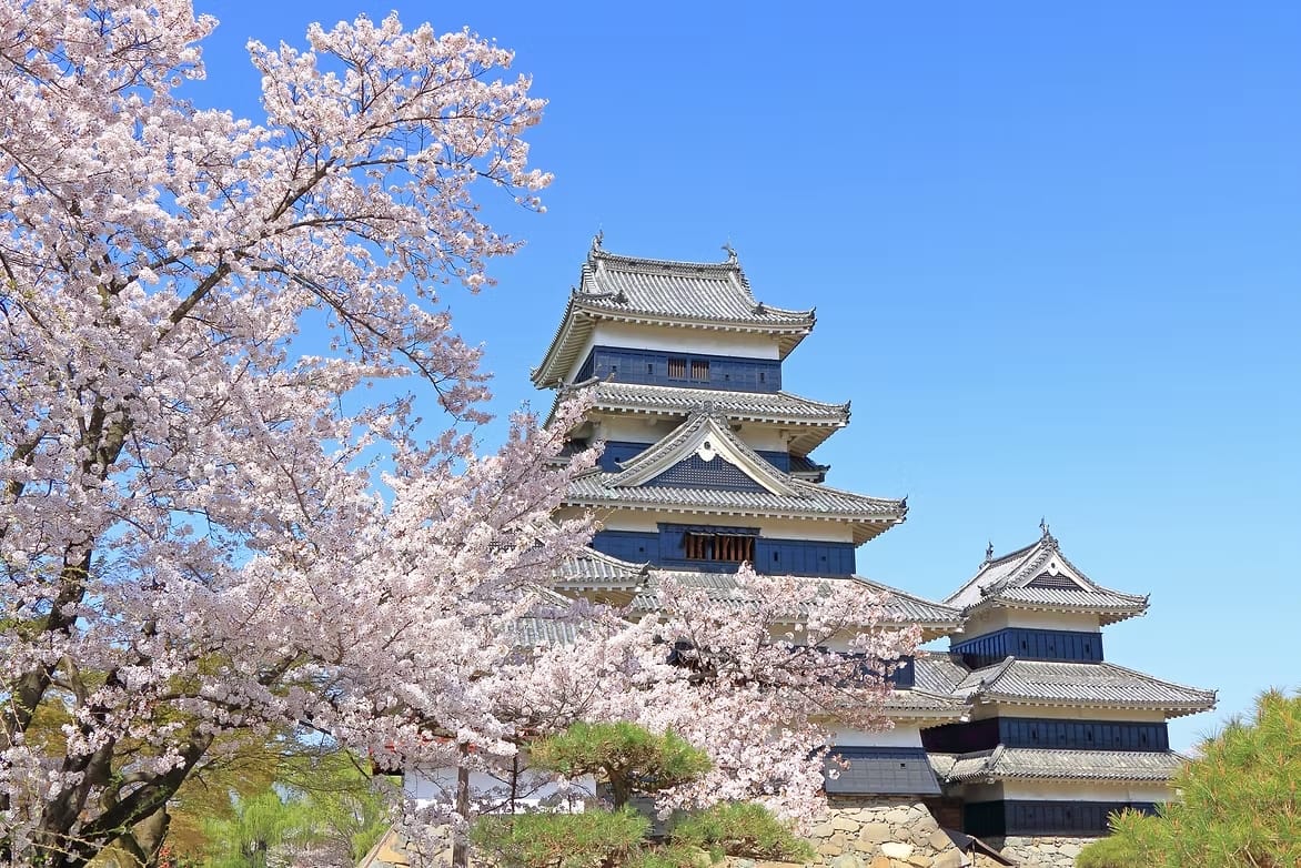Cherry blossoms in full bloom next to Matsumoto castle