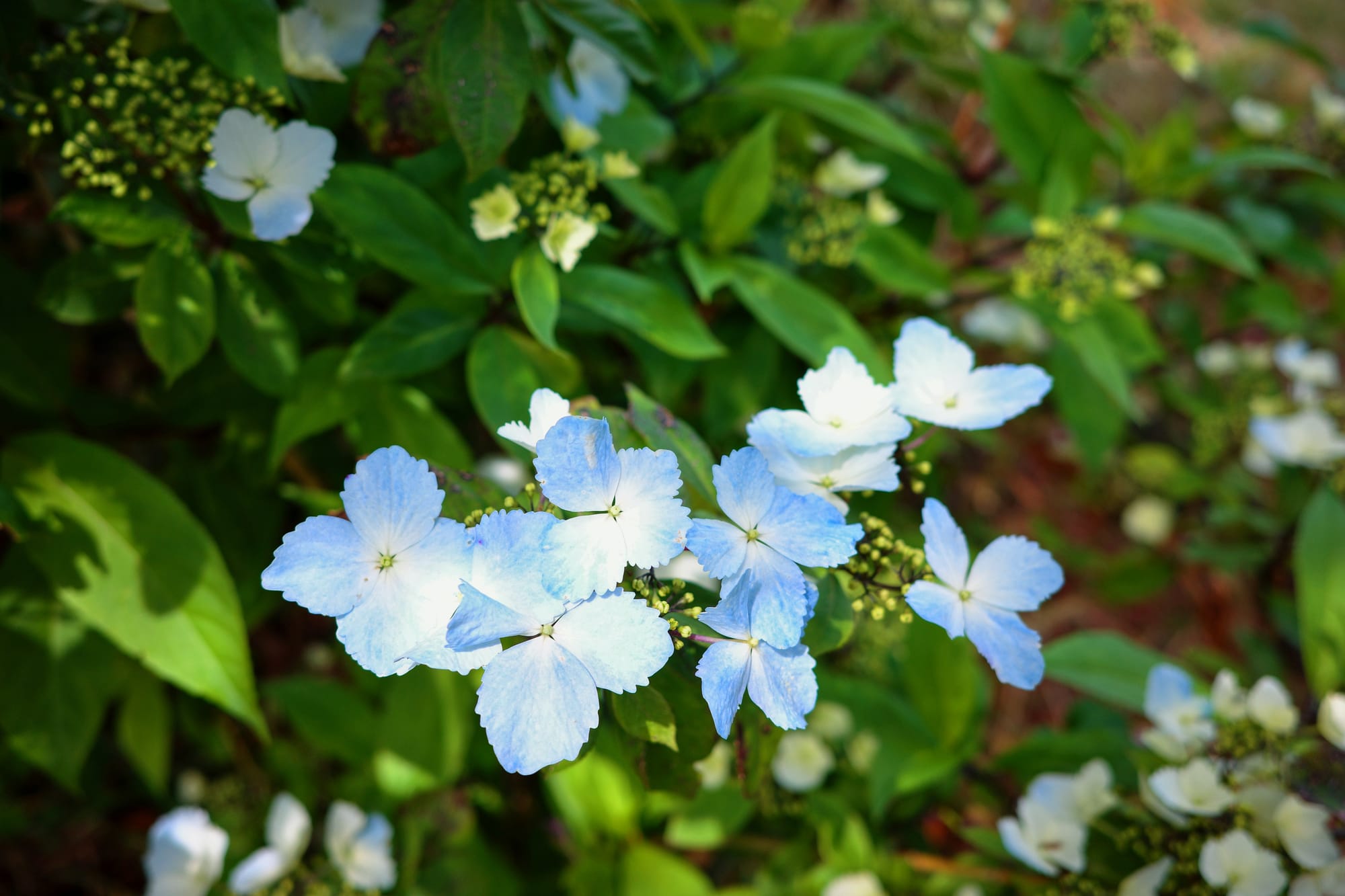 Beautiful seasonal flowers at Oshima Island Japan, in Tokyo
