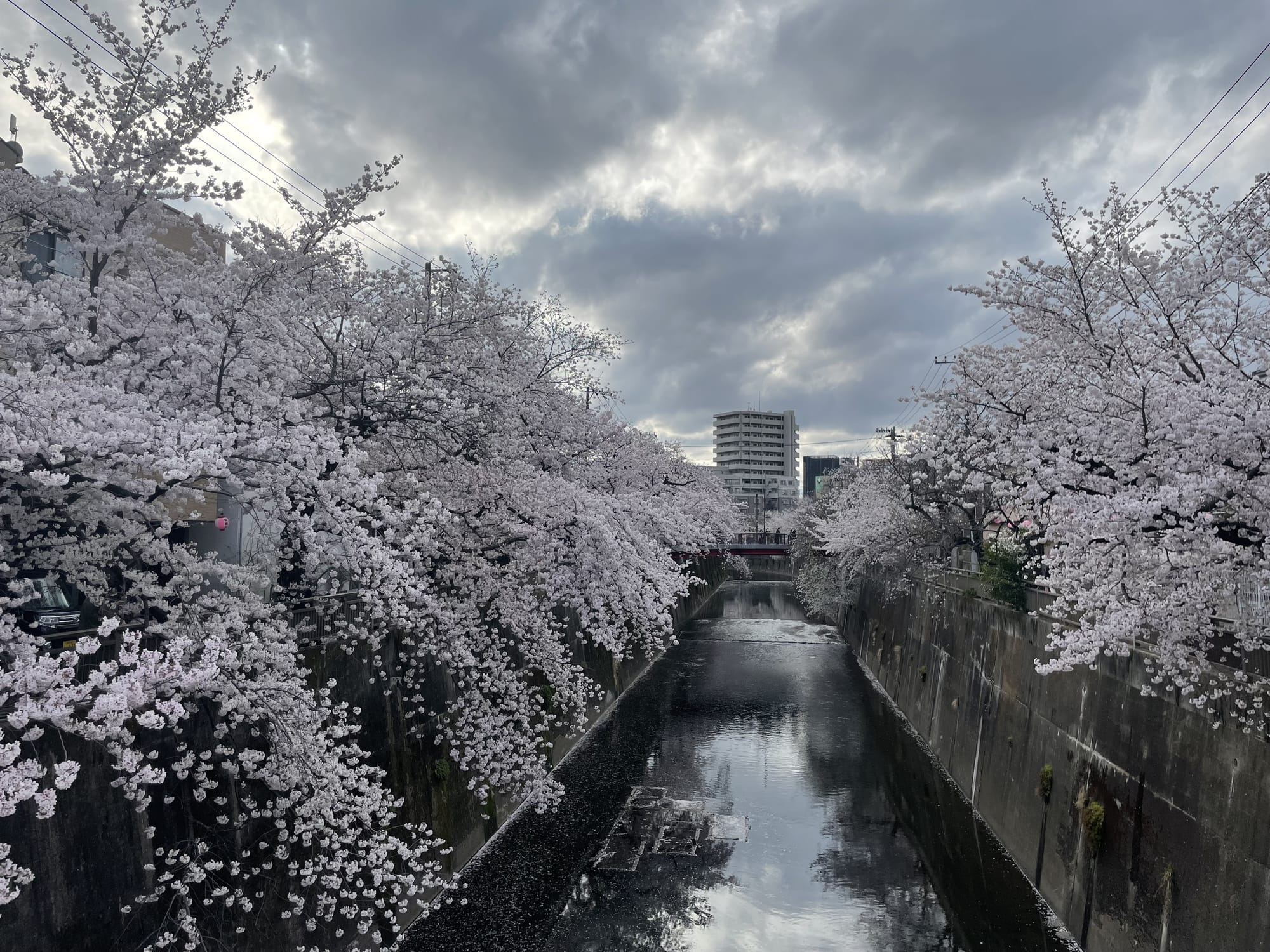Shakuji River Sakura-Namiki