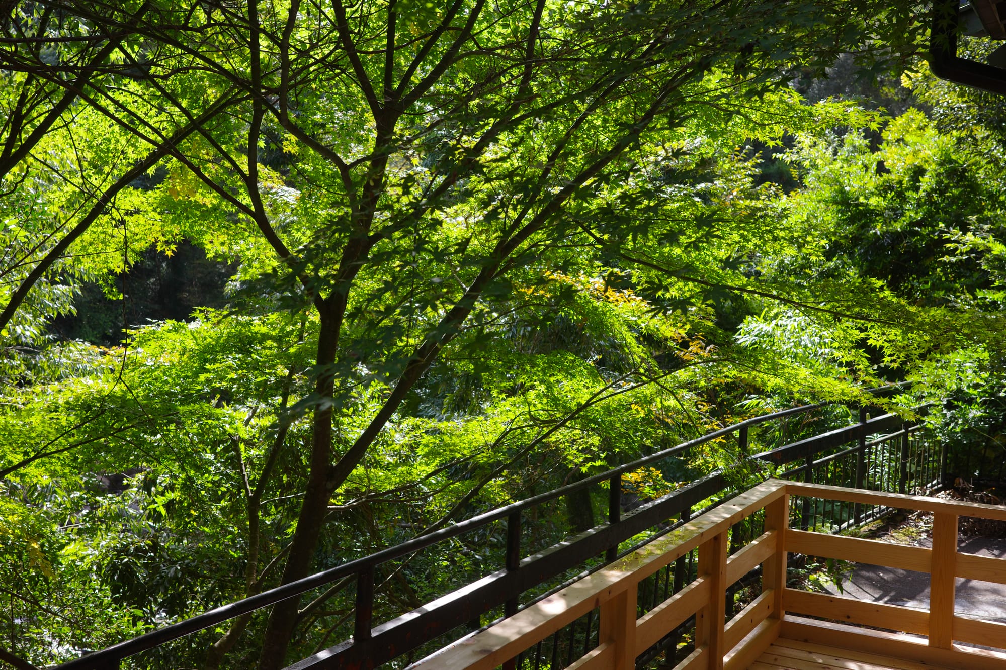 Lush green trees under sunlight, casting shadows on a wooden balcony with a metal railing, creating a serene, natural setting.