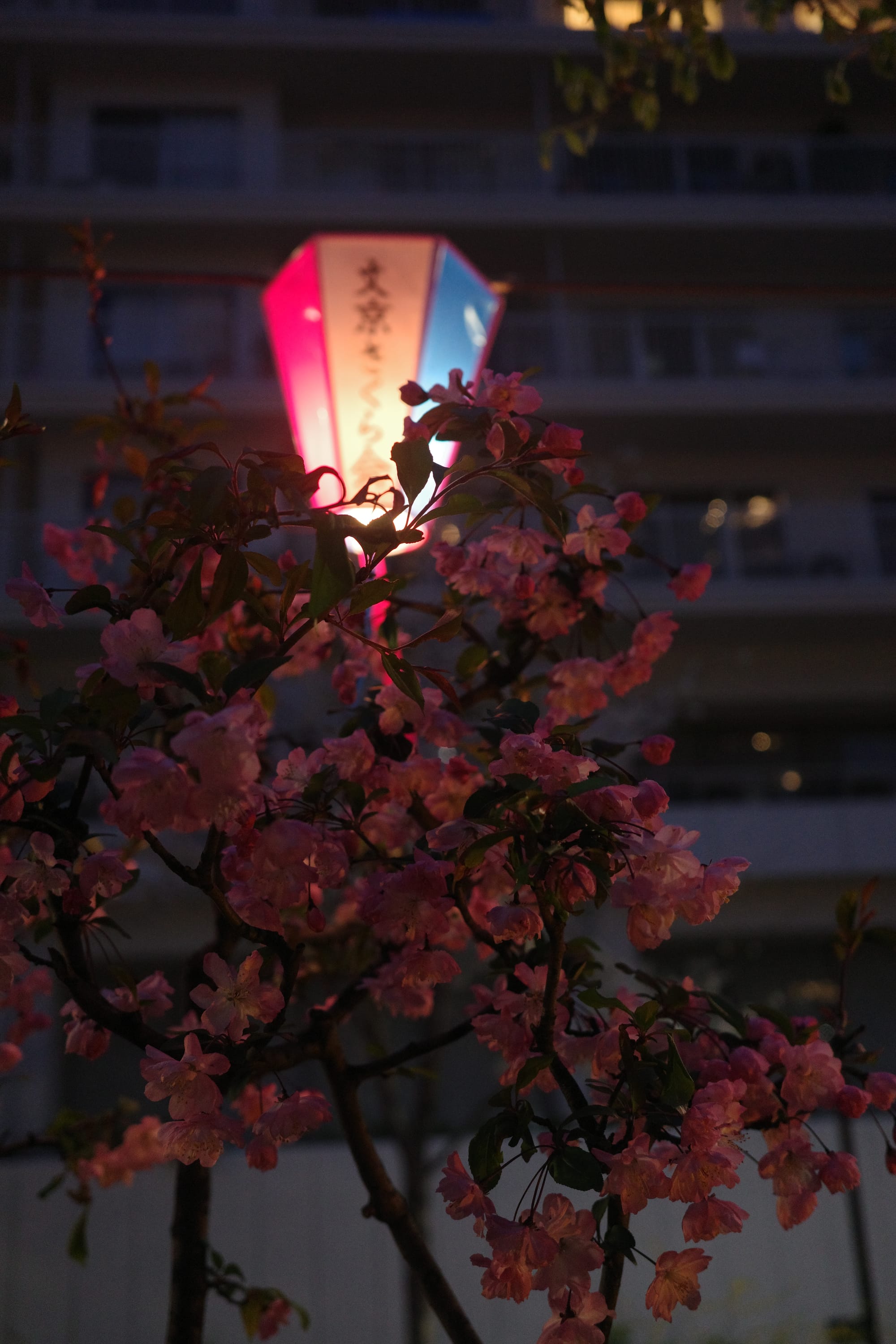 The cherry blossom in Harimazaka Sakura-Namiki