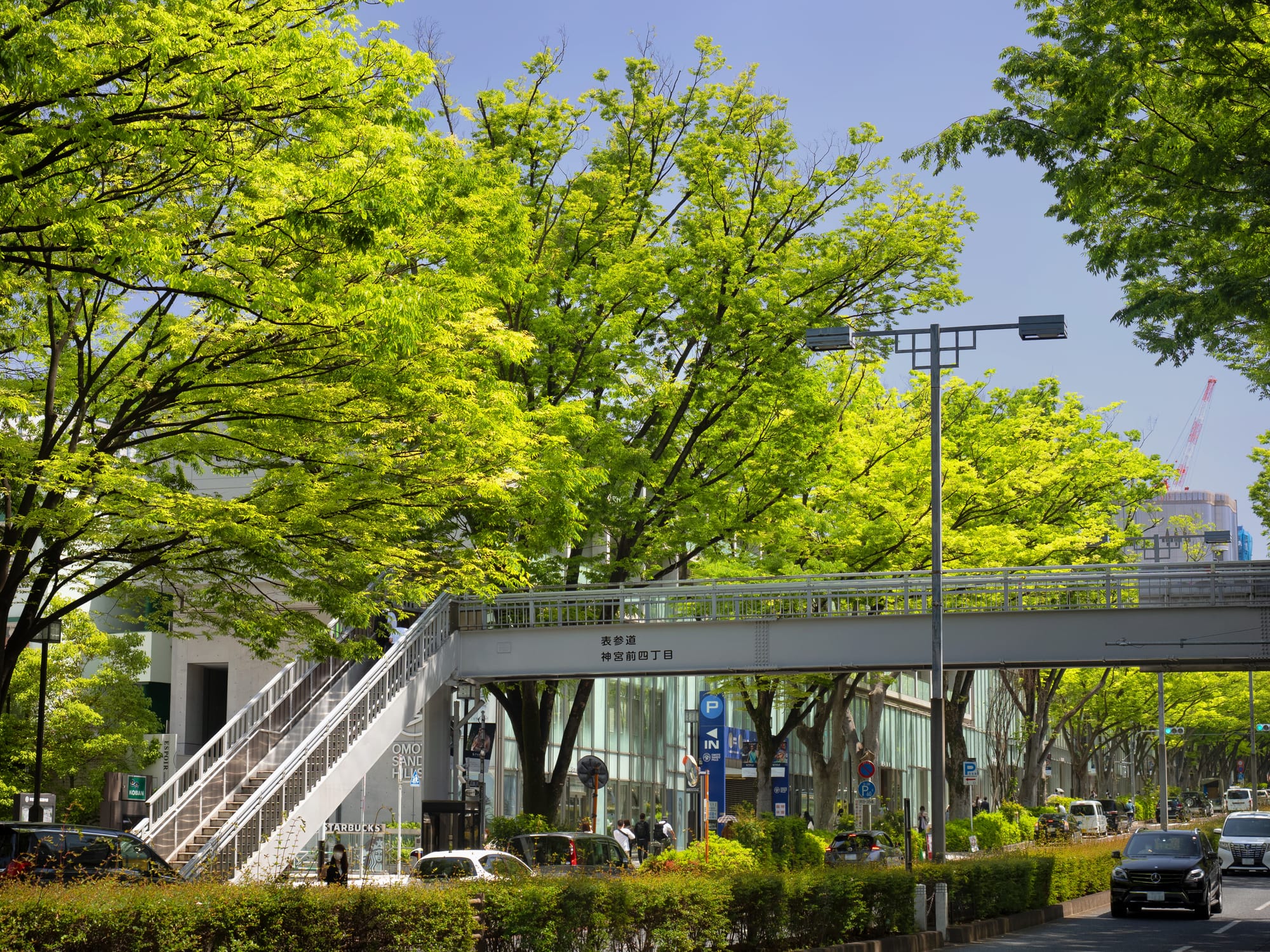 Omotesando street scene with lush green trees, a pedestrian bridge, and busy traffic below. 