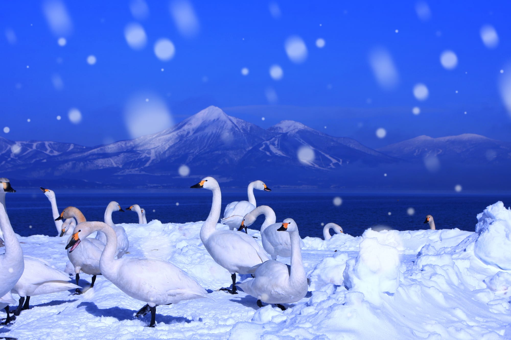 Snow-covered Mount Bandai in Fukushima, a winter hotspot for skiing and snowboarding