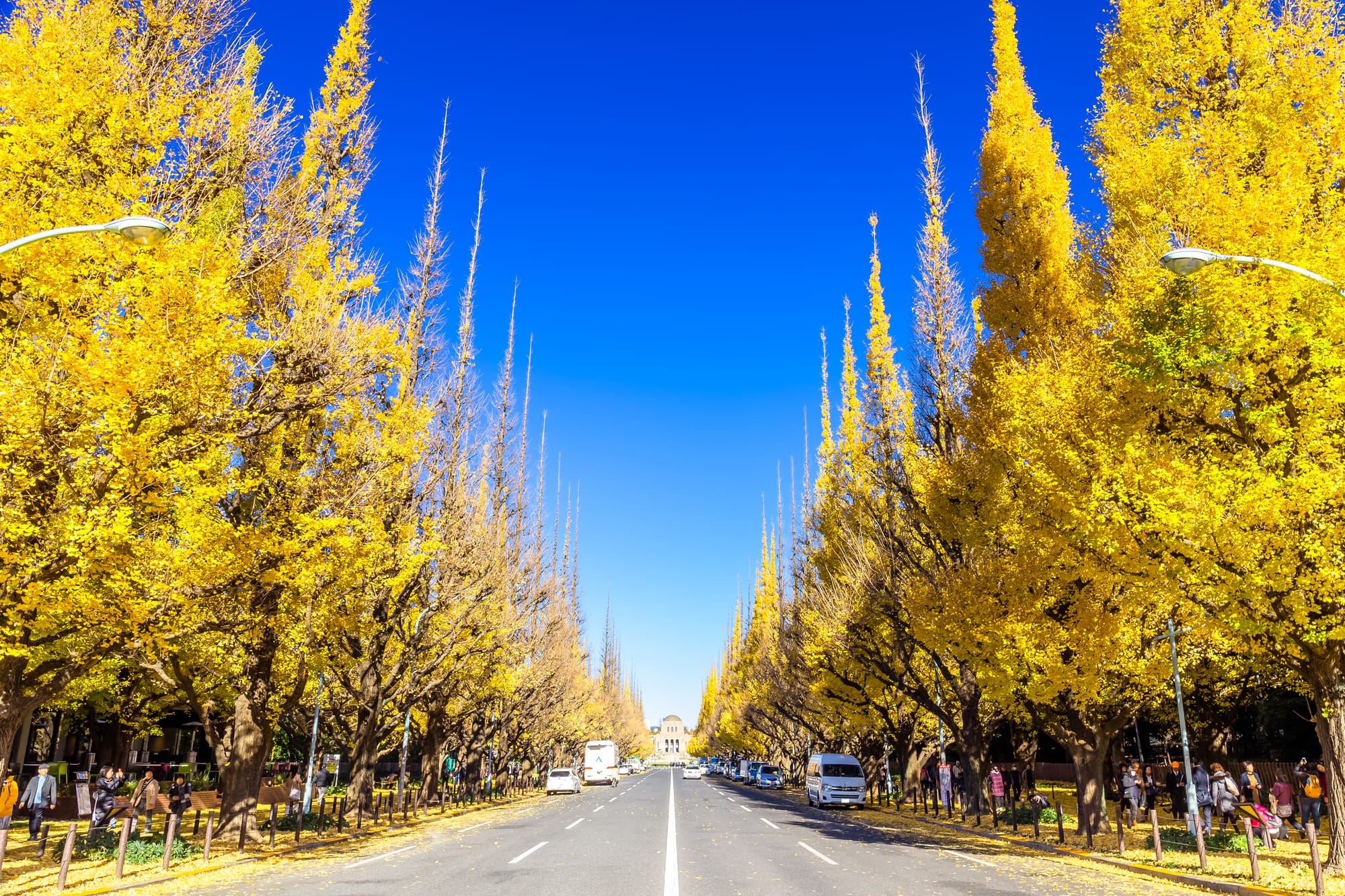 A long street filled with large and brightly colored gingko trees.