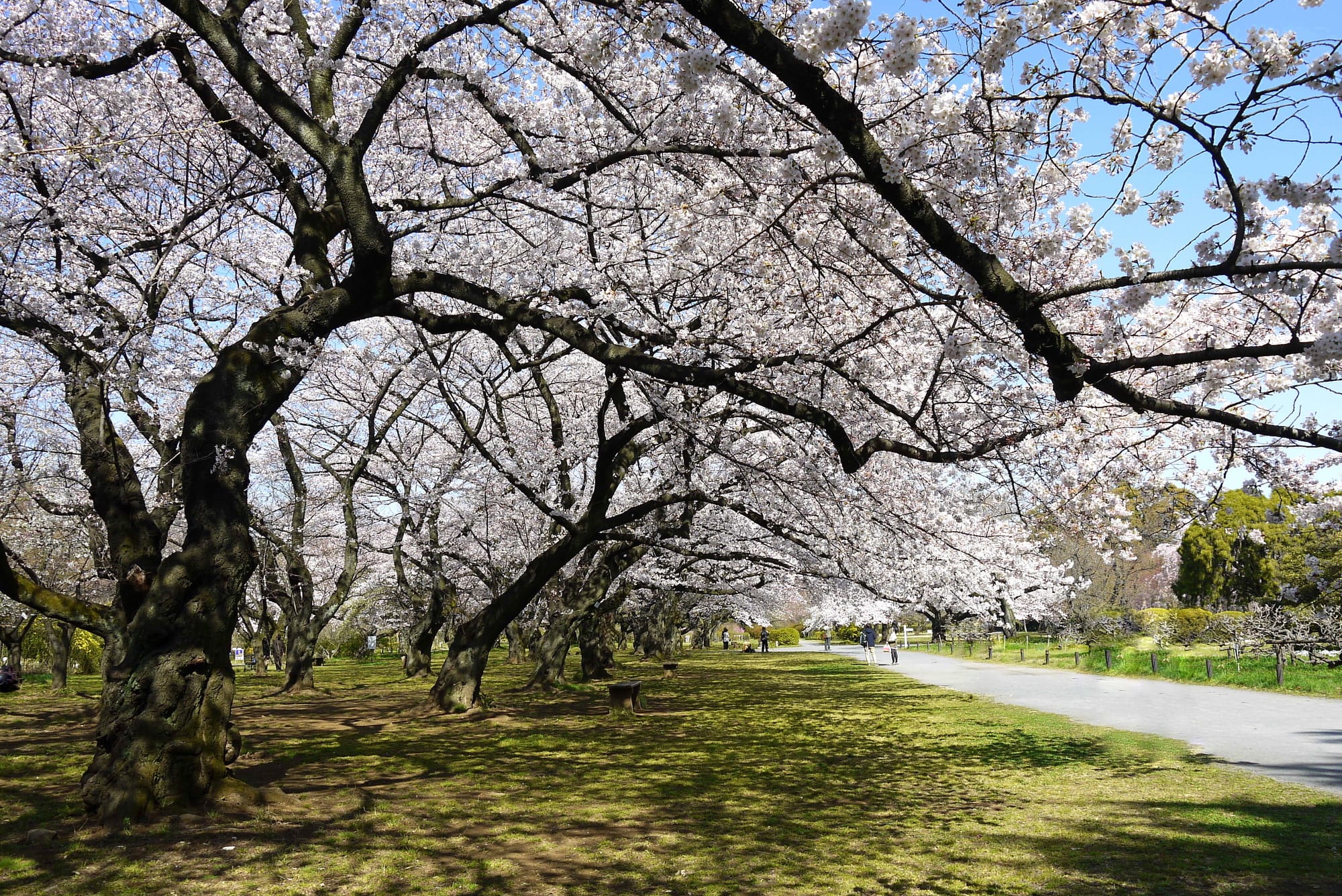 Koishikawa Botanical Gardens