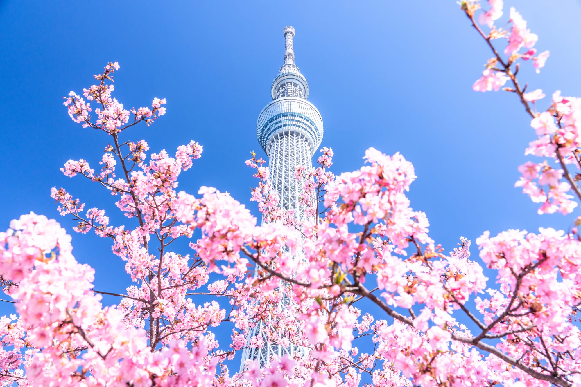 Tokyo Skytree emerging behind fully bloomed cherry blossoms.