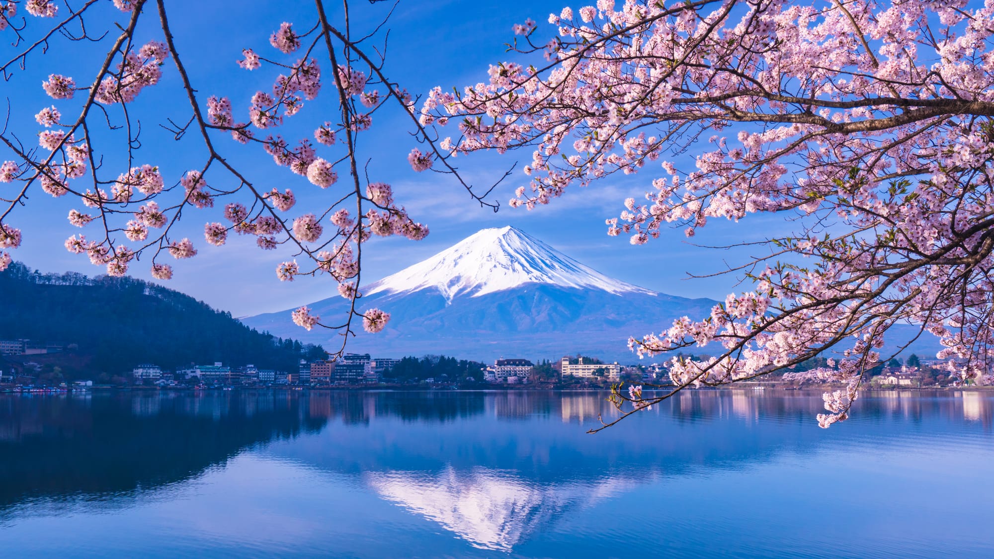 A snow capped Mount. Fuji reflecting in the lake below. Cherry blossoms surround the top of the mountain.