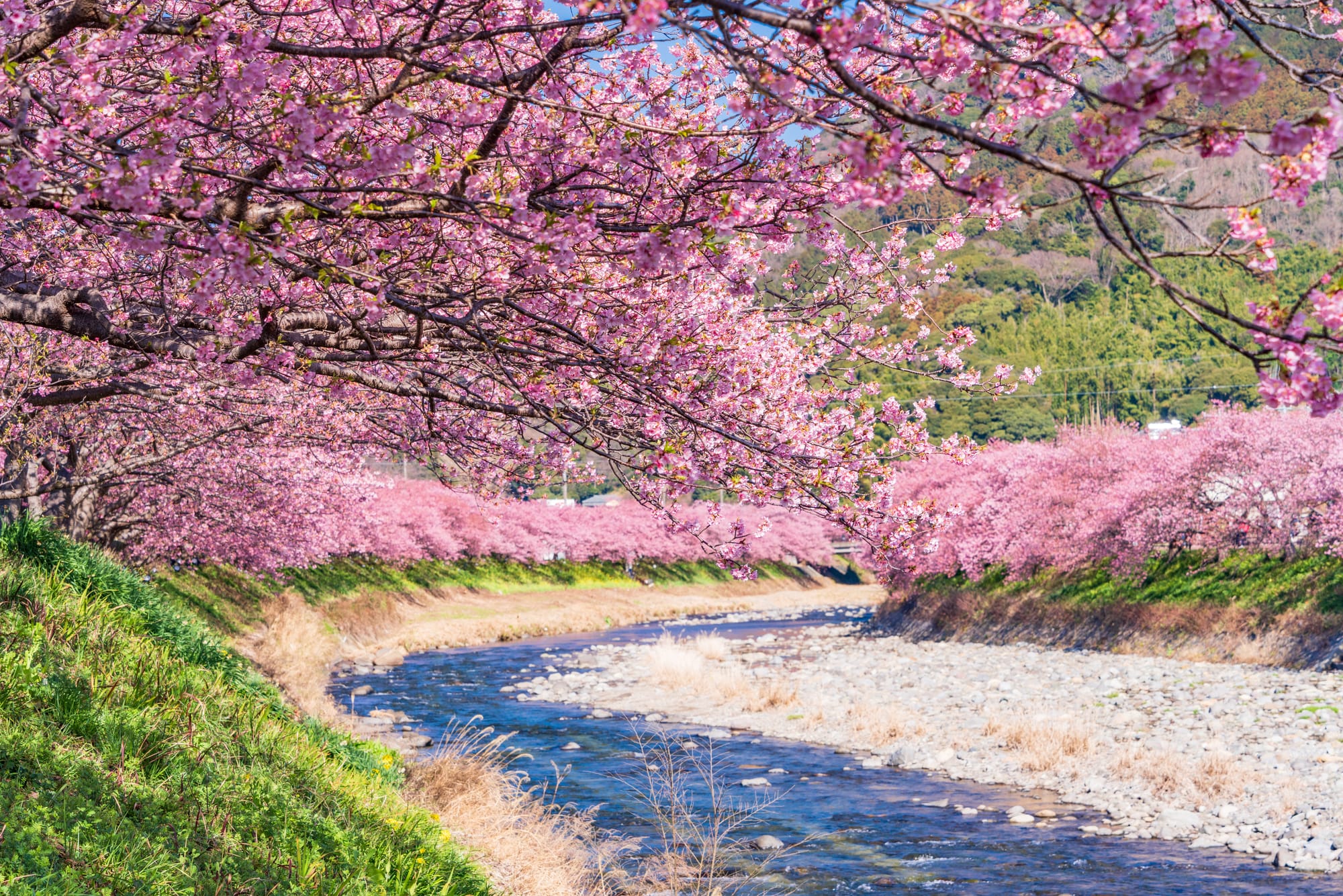 A river lined with fully bloomed cherry blossoms. The river is filled with pebbles.