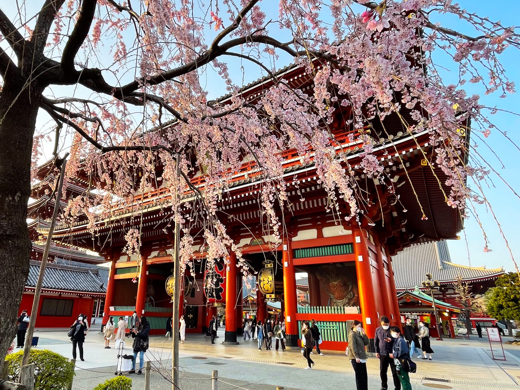 Cherry blossoms hanging over the Kaminarimon gate at Asakusa Temple, with visitors walking beneath the red wooden structure on a clear spring day.