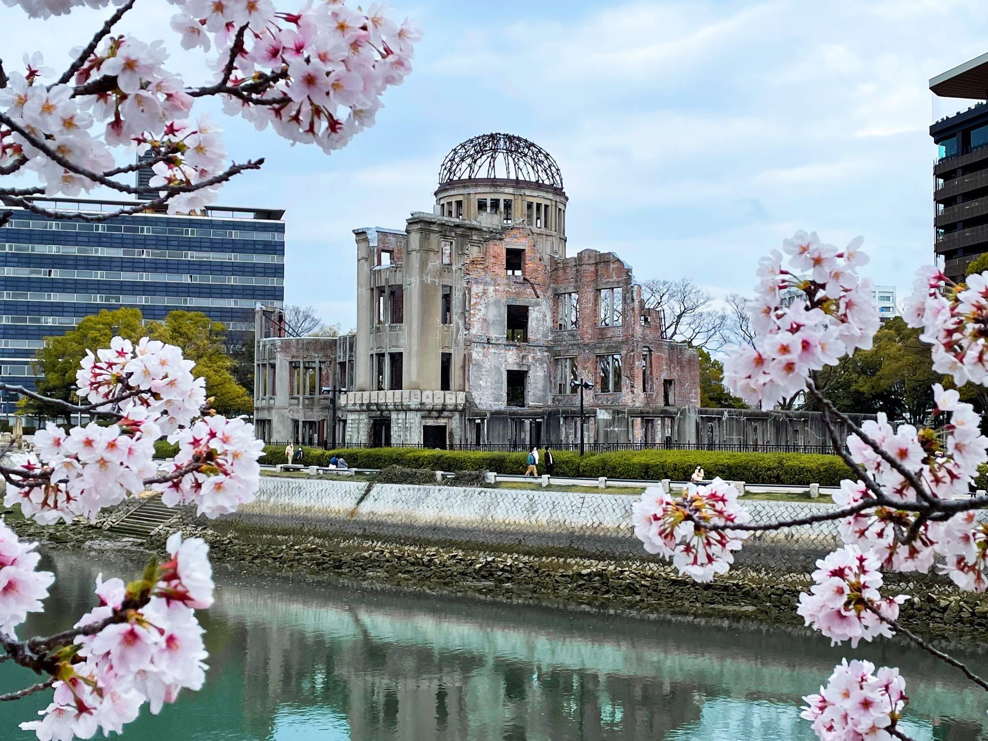 Cherry blossoms surrounding Hiroshima Bomb dome, sitting along the riverside.