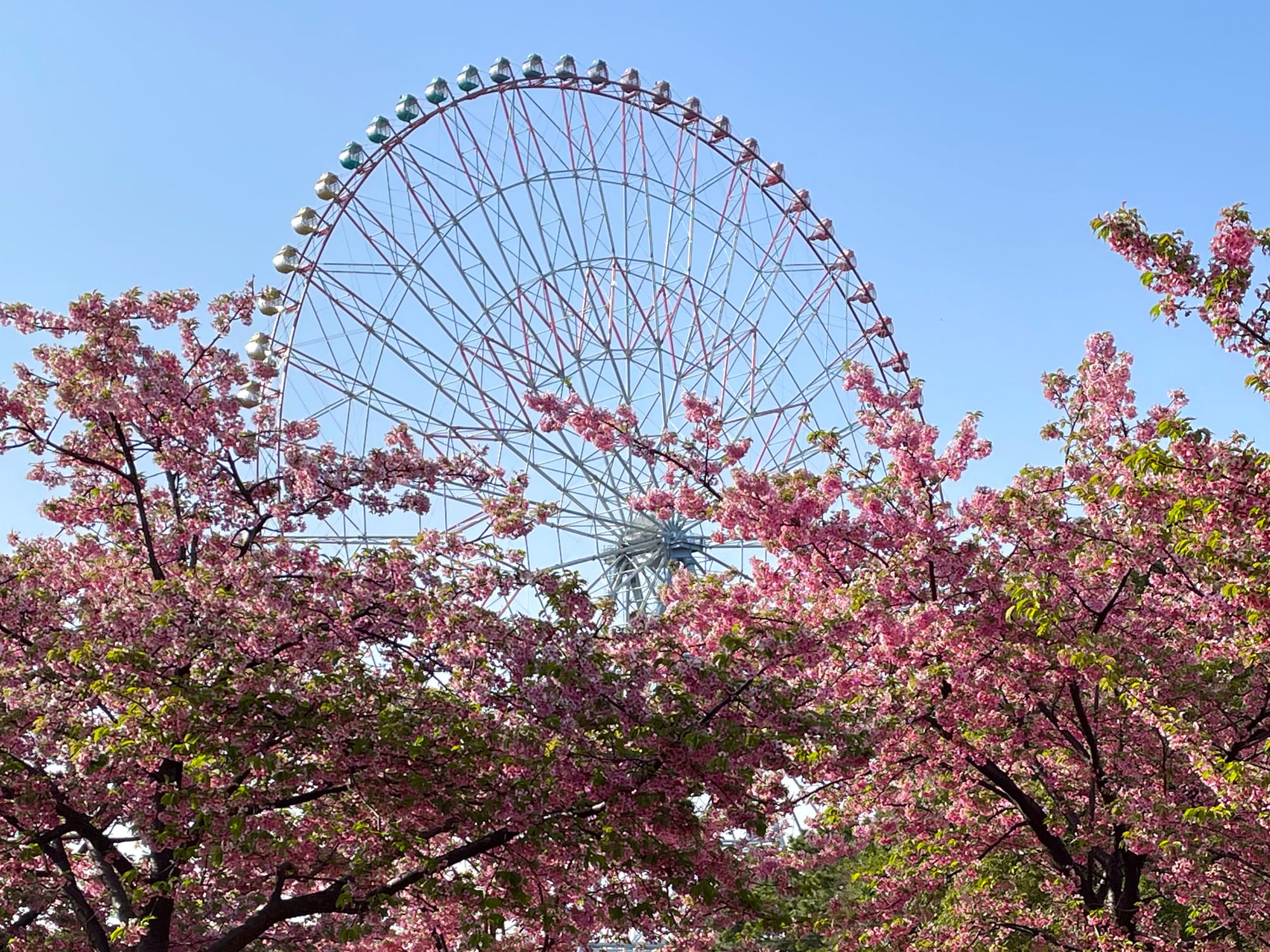 Cherry blossoms with a ferris wheel peaking through the top.
