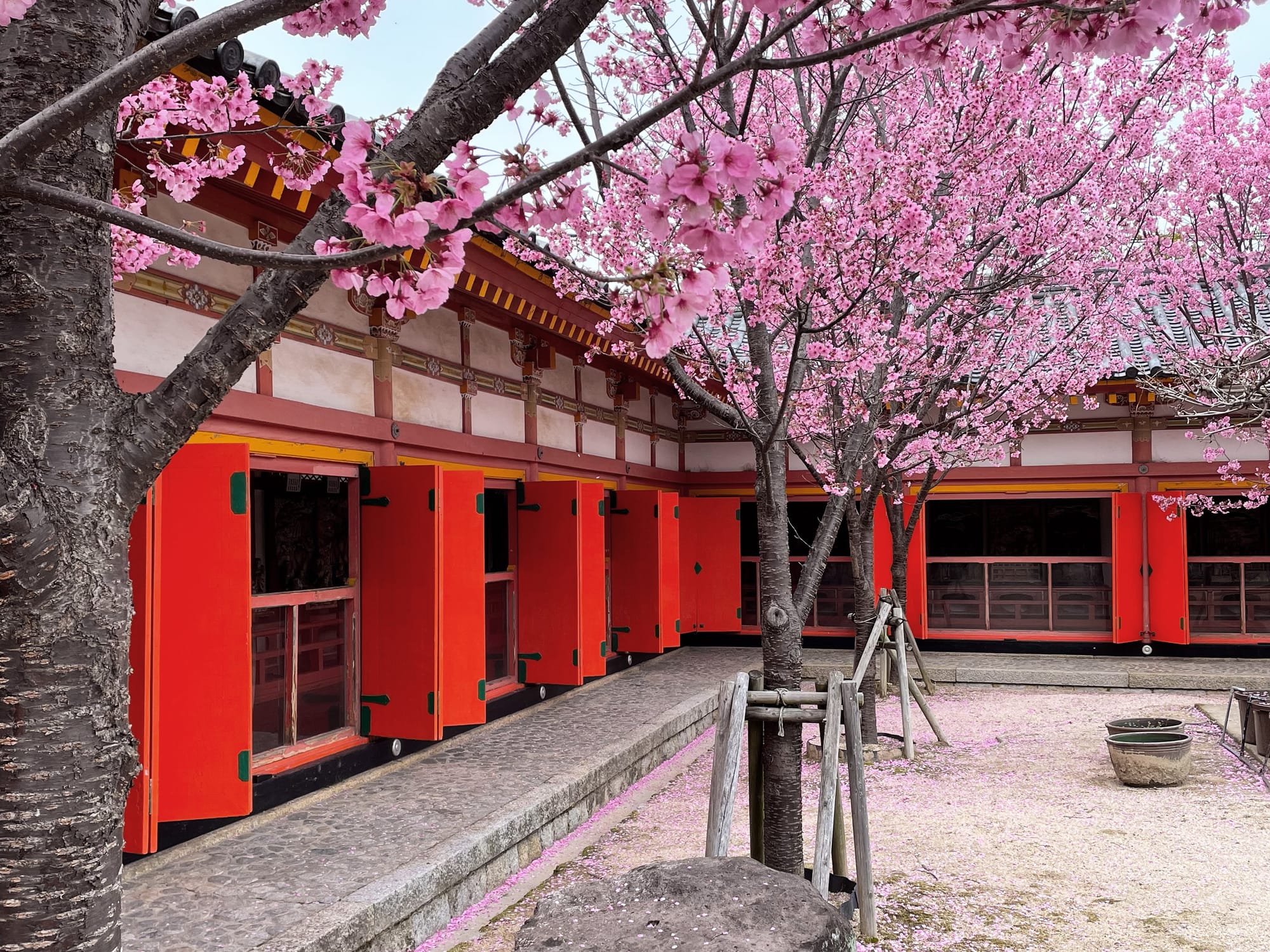 Pink cherry blossoms in bloom inside a Japanese shrine courtyard, with red wooden buildings and fallen petals covering the ground.