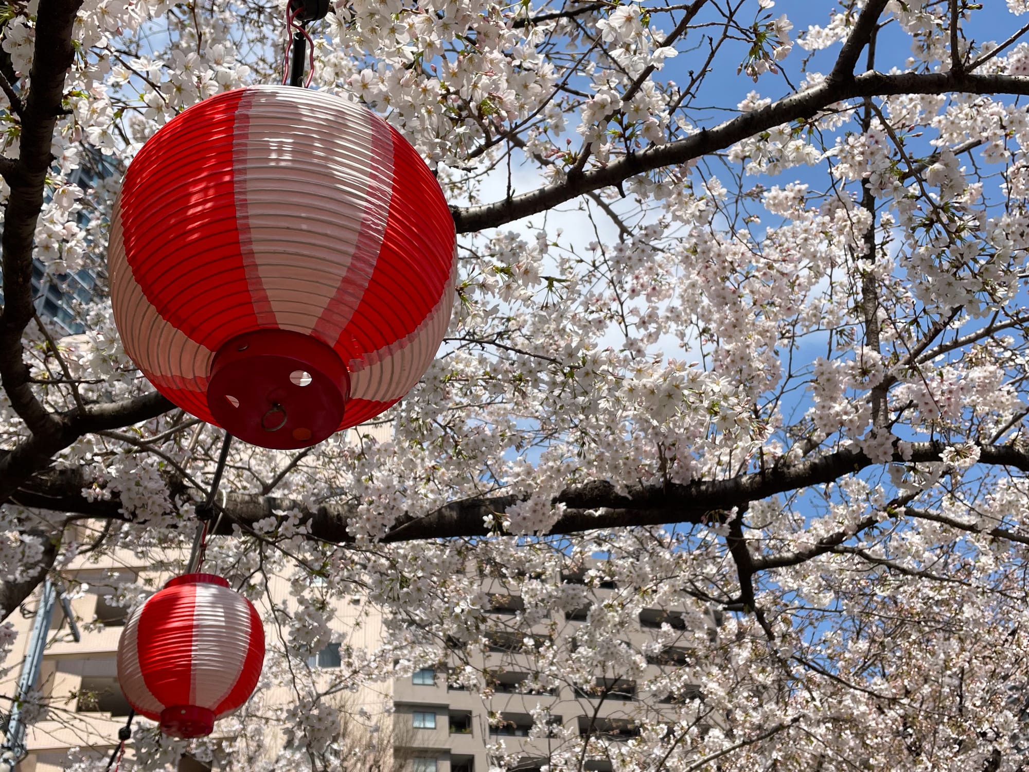 White cherry blossom tree in full bloom, red and white lanterns hanging from the tree.
