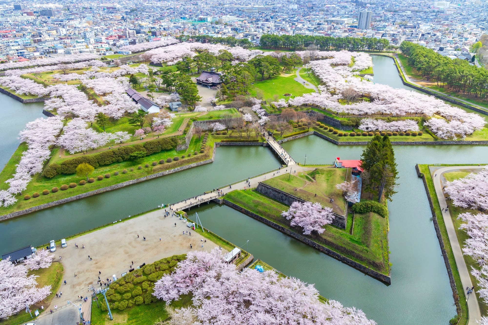 Star-shaped park at Goryokaku filled with cherry blossoms.