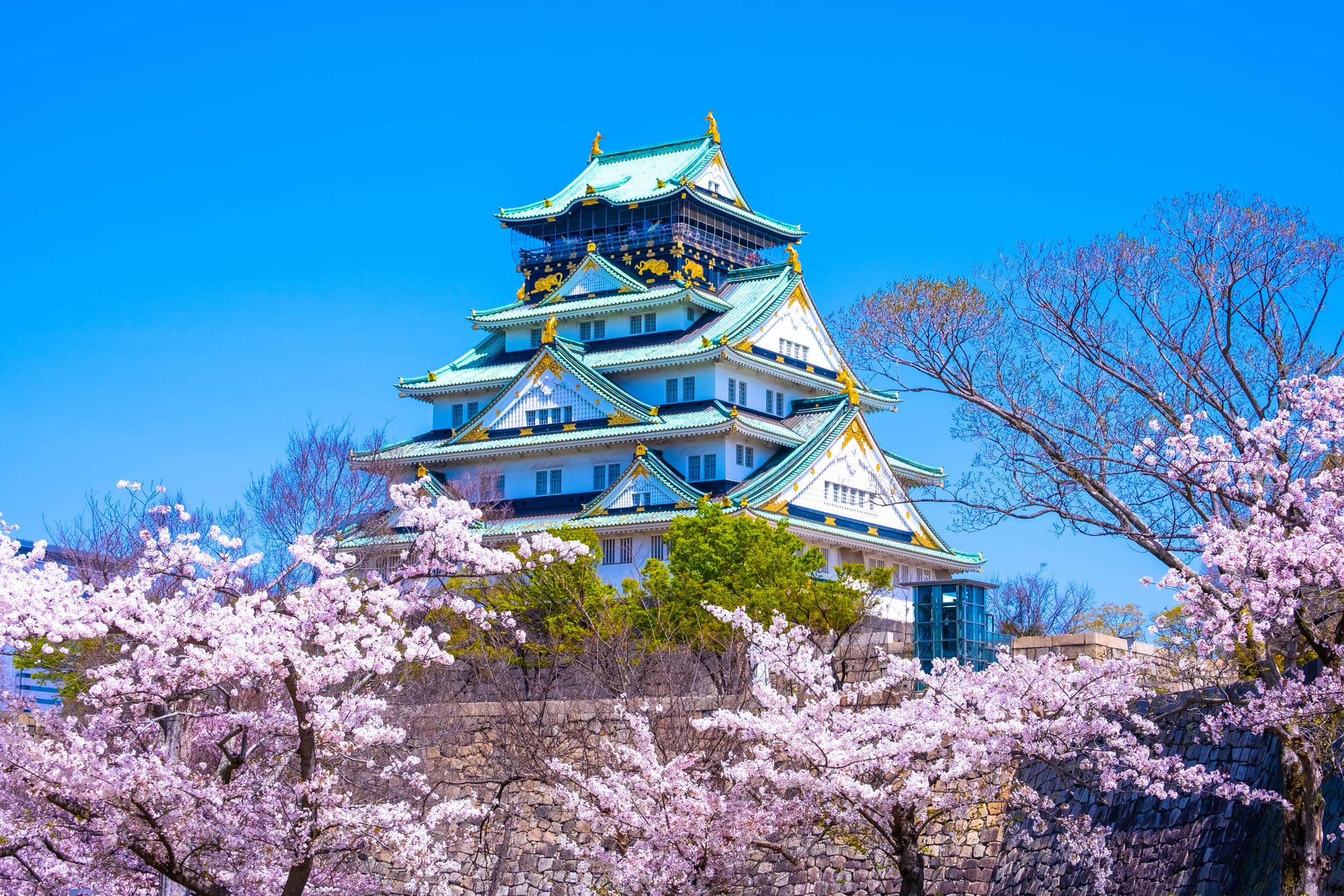 Osaka Castle surrounded by blooming cherry blossom trees, with the white and green castle rising above stone walls on a bright spring day.
